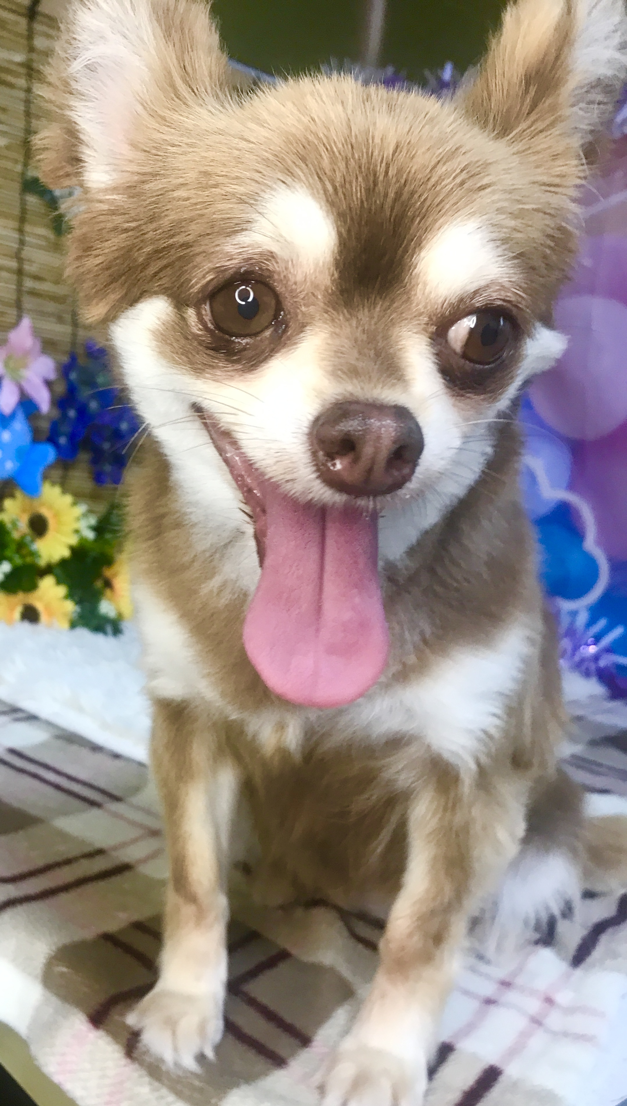 兵庫県宍粟市のトリミングサロン Dog Salon furufuru(フルフル)の1枚目