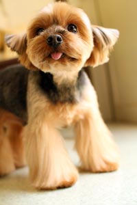 トリミングサロン Le Chienのトリミングカット-2580の1枚目
