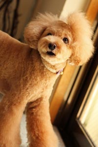 トリミングサロン Le Chienのトリミングカット-2585の1枚目