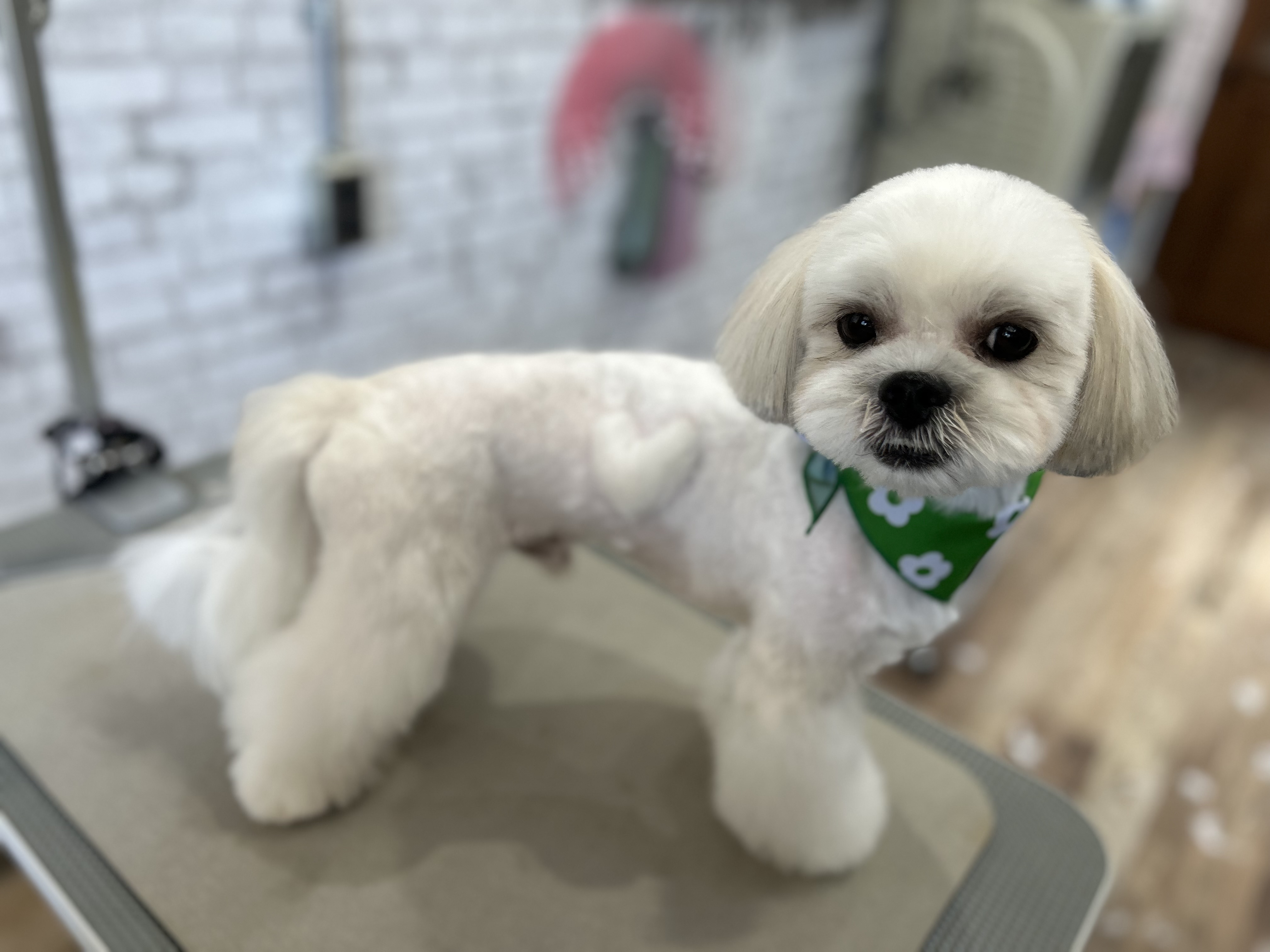 トリミングサロン DogSalon381のトリミングカット-7990の3枚目