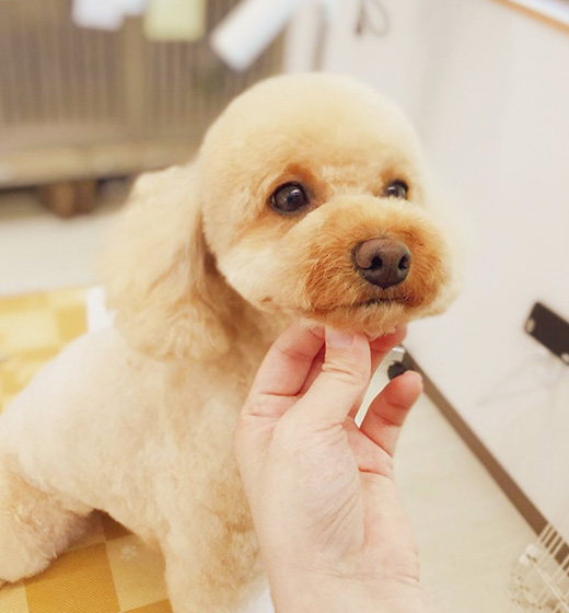 犬の美容室エル・ドリーム 3