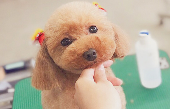 犬の美容室エル・ドリーム 4