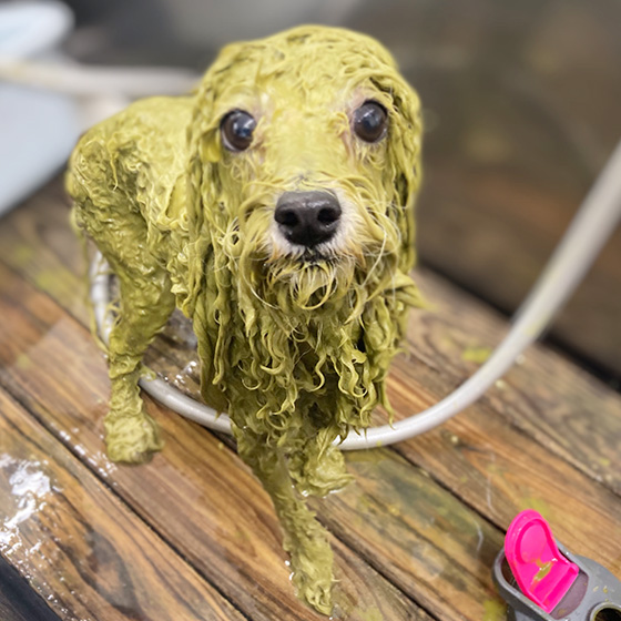 静岡県島田市のトリミングサロン 犬の美容室エル・ドリームのサムネイル2枚目