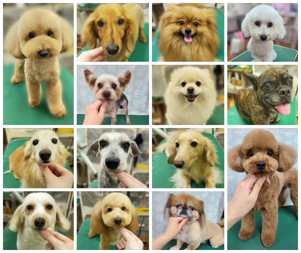 広島県福山市のトリミングサロン ペットショップ　カネユキのサムネイル2枚目