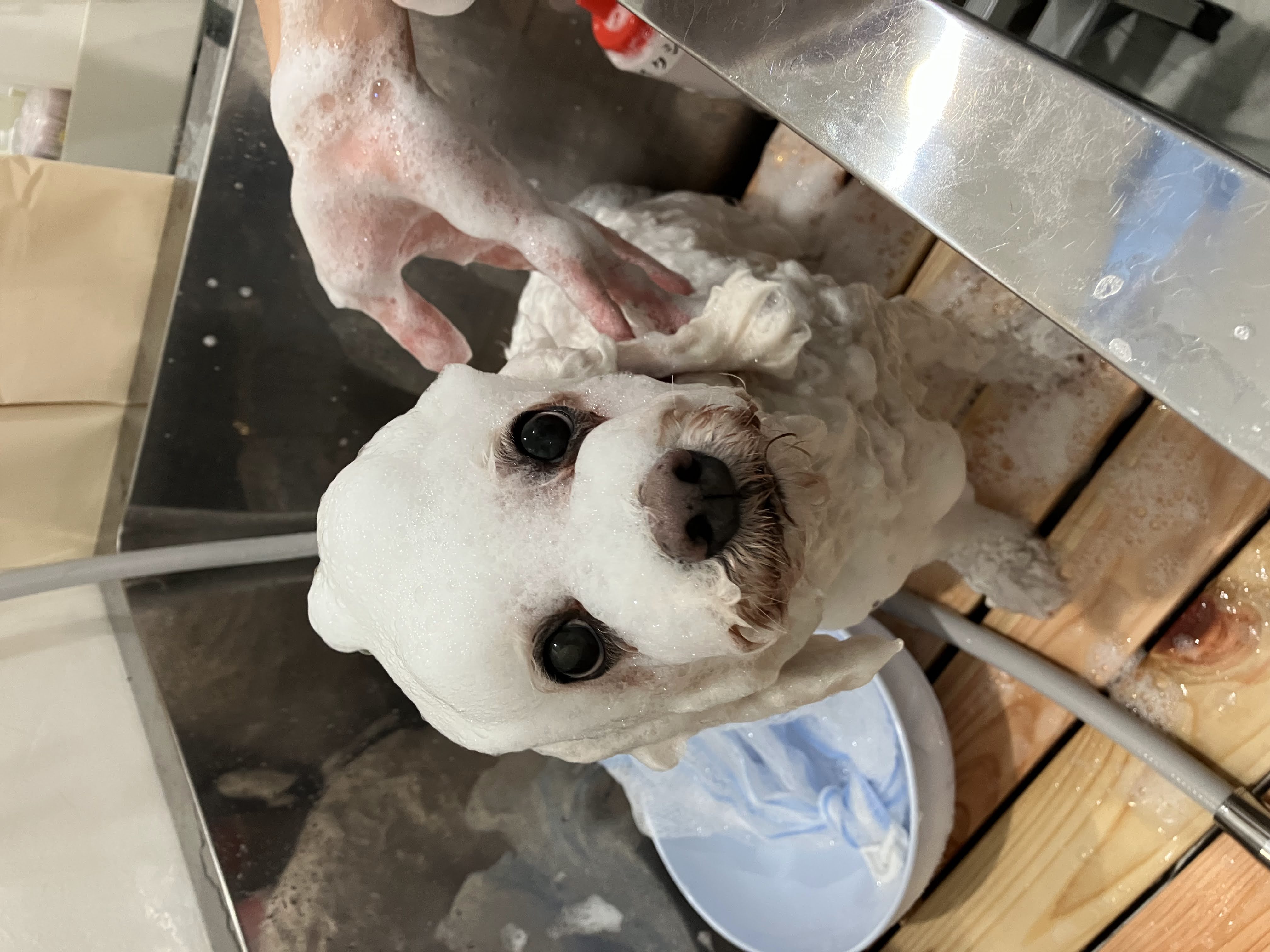大阪府大阪市浪速区のトリミングサロン PETCARE&HOTEL犬の幼稚園-ulu-ウル桜川店の6枚目