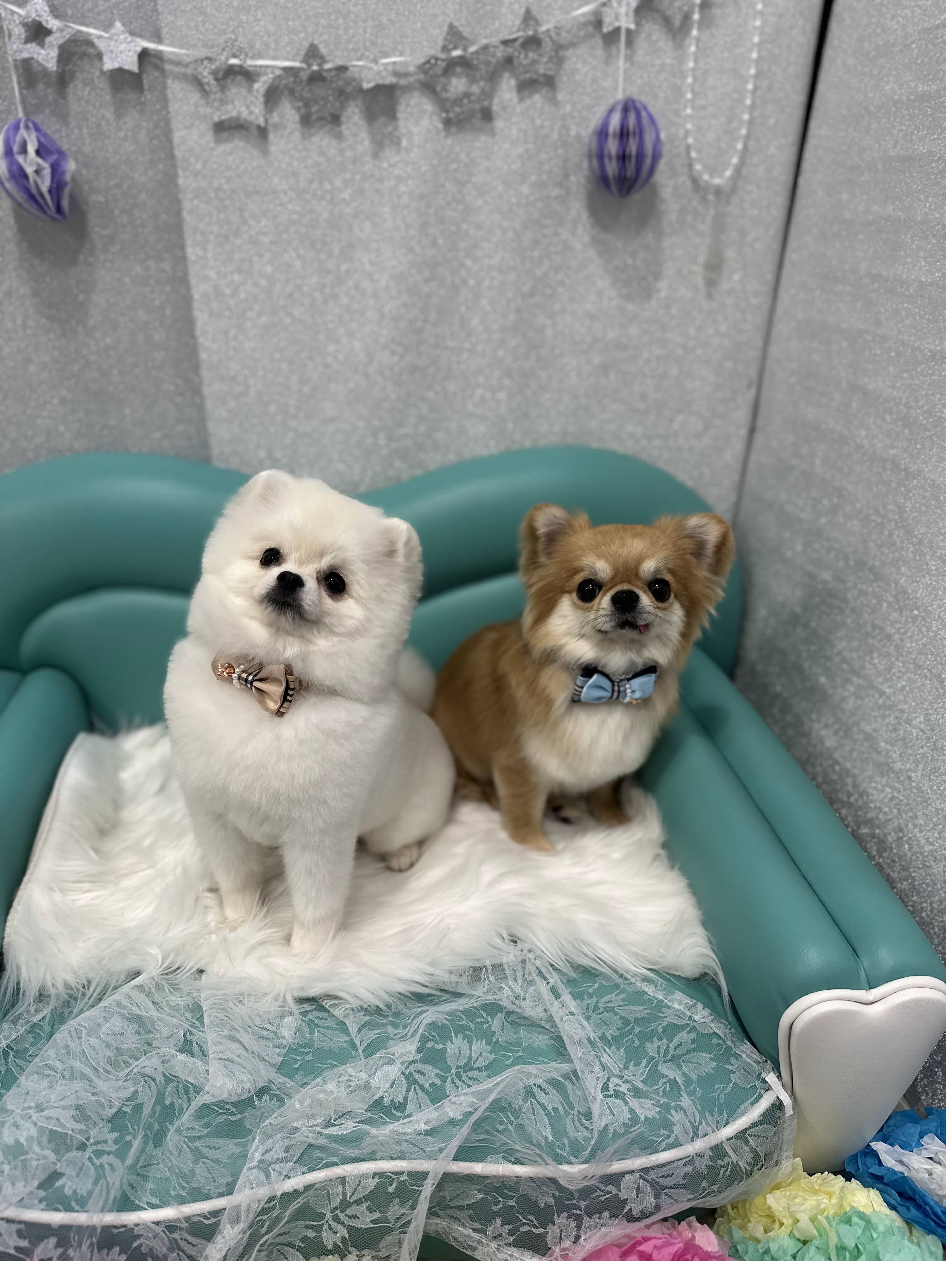 大阪府大阪市浪速区のトリミングサロン PETCARE&HOTEL犬の幼稚園-ulu-ウル桜川店の3枚目