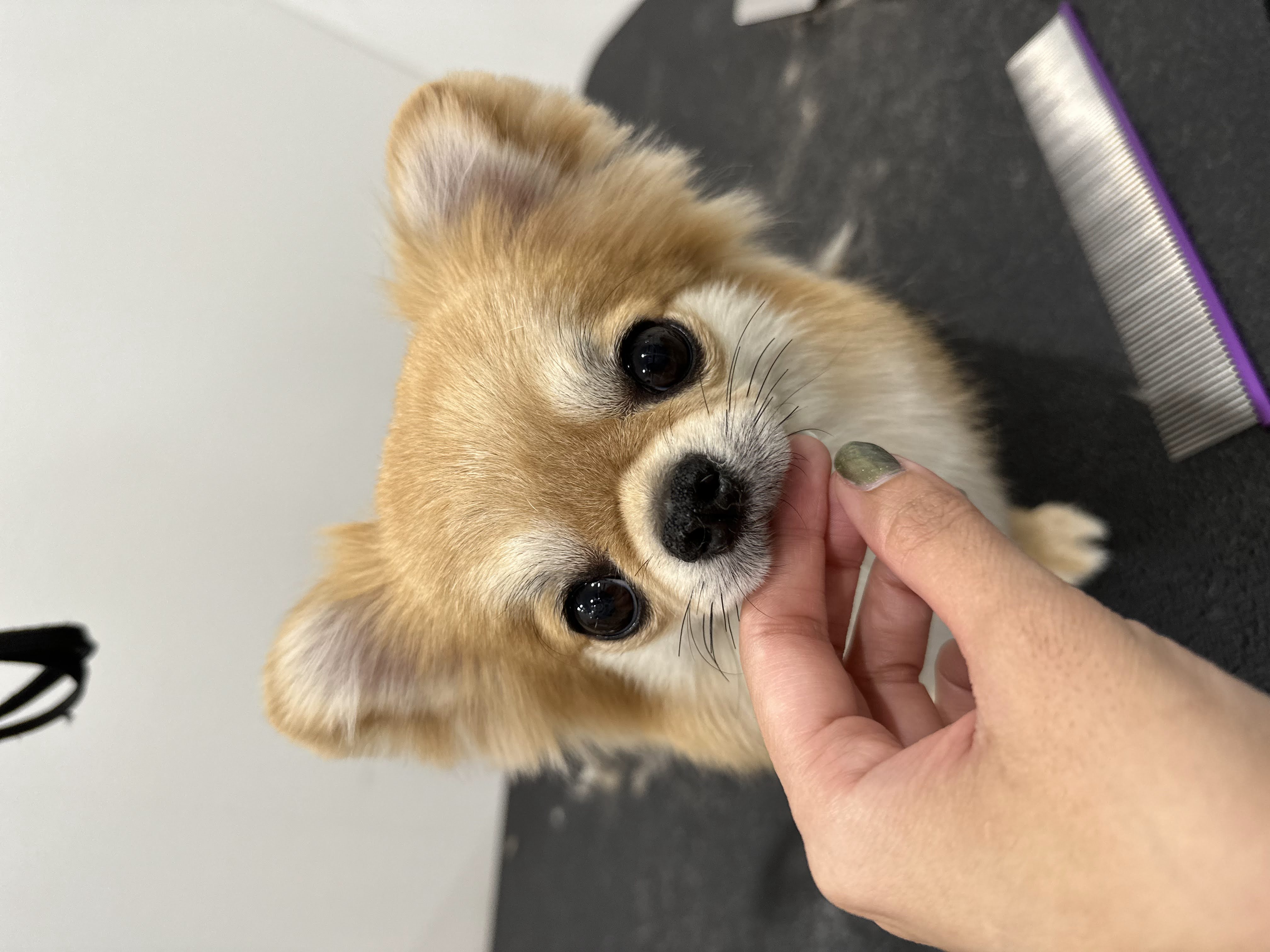 大阪府大阪市浪速区のトリミングサロン PETCARE&HOTEL犬の幼稚園-ulu-ウル桜川店の4枚目