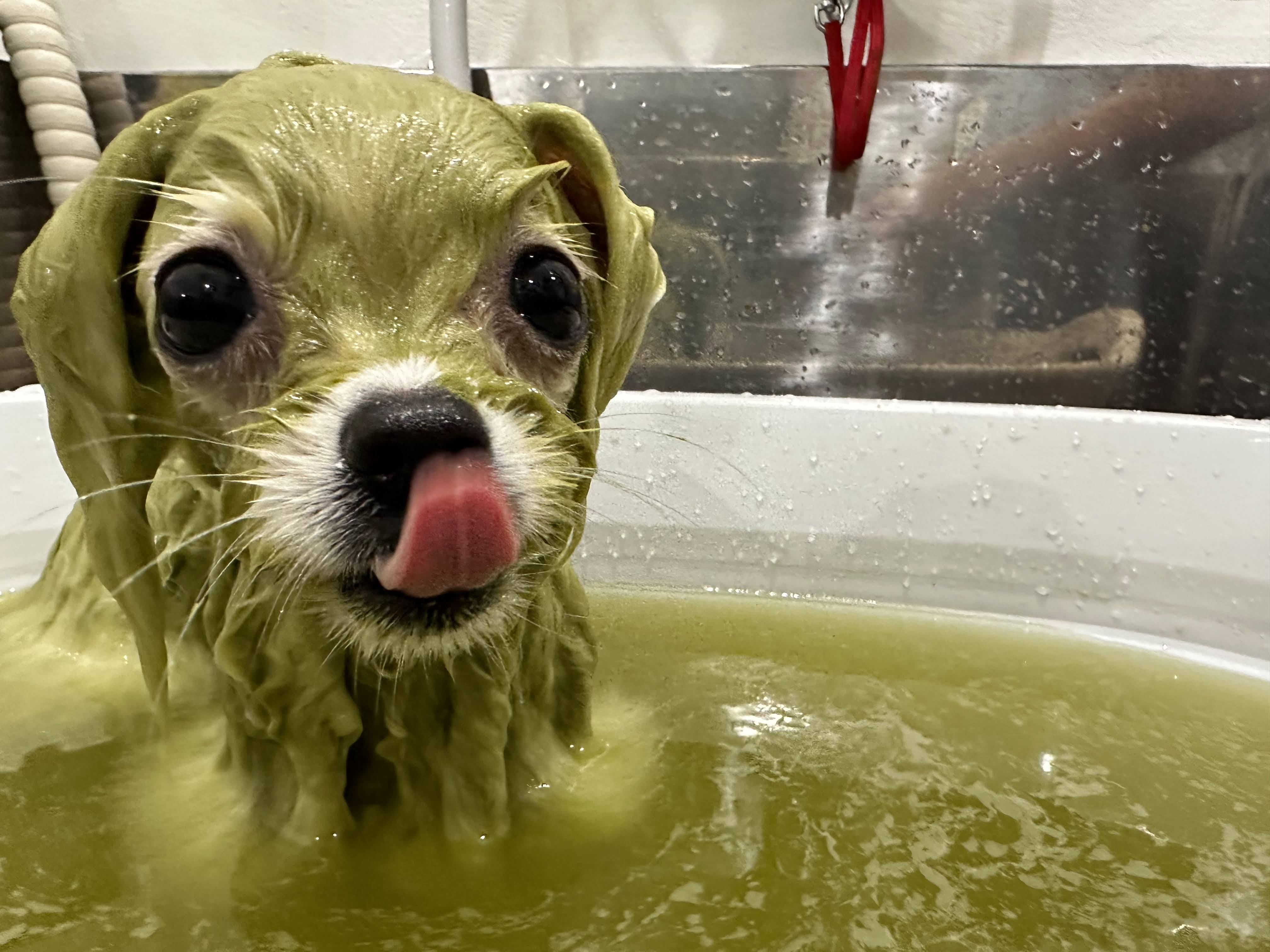 大阪府大阪市浪速区のトリミングサロン PETCARE&HOTEL犬の幼稚園-ulu-ウル桜川店の5枚目
