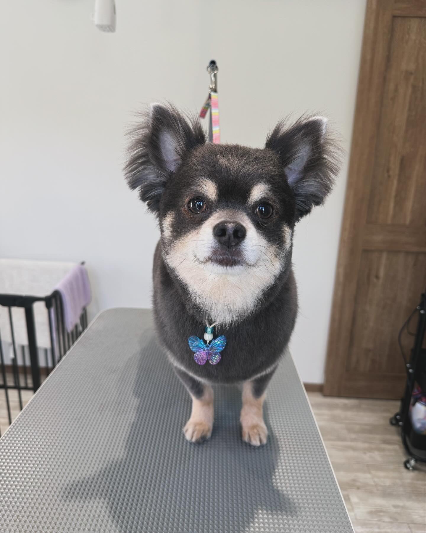 トリミングサロン PET  salon Peter panのトリミングカット-8929の1枚目