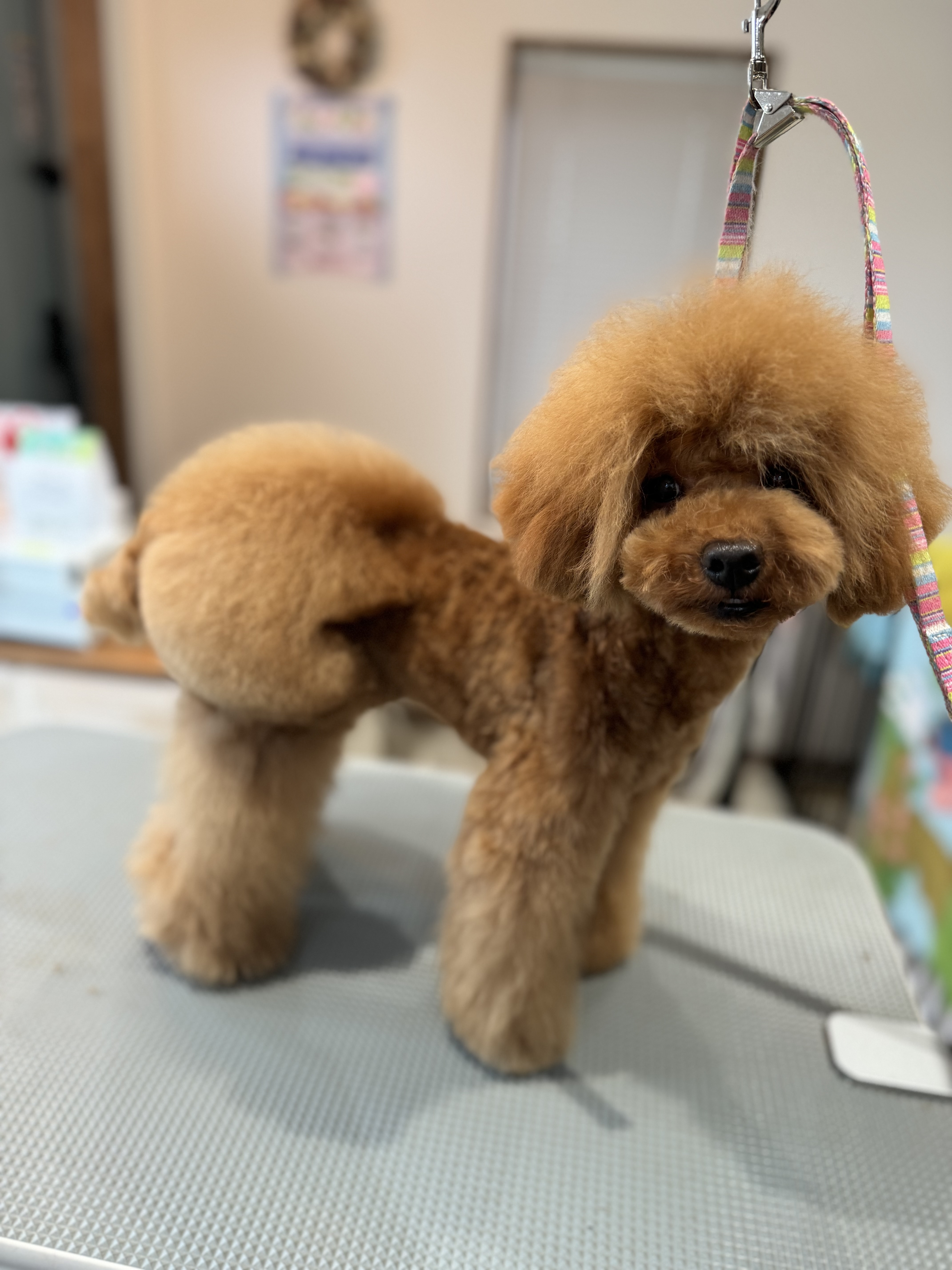 トリミングサロン PET  salon Peter panのトリミングカット-8928の1枚目