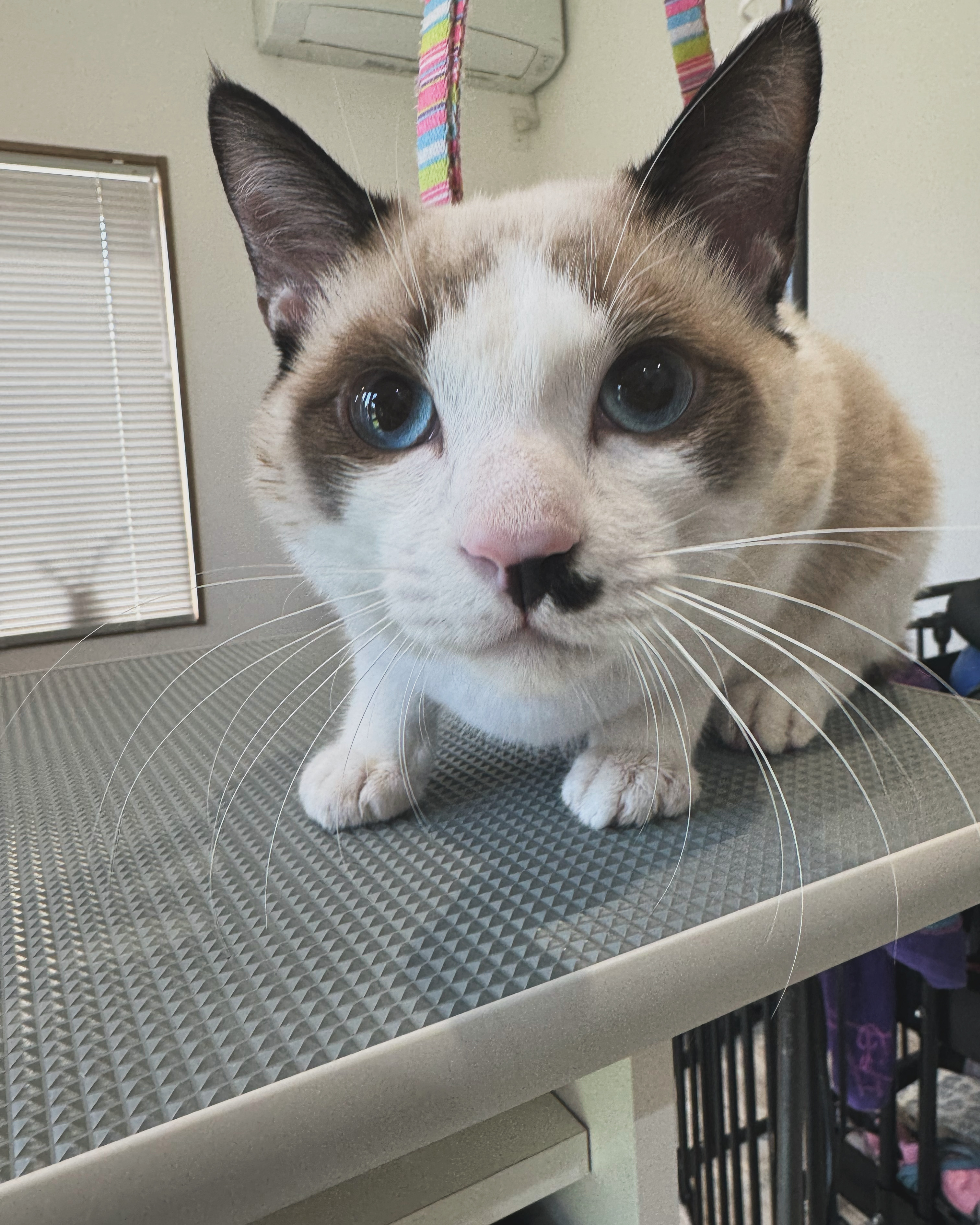 トリミングサロン PET  salon Peter panのトリミングカット-8930の1枚目