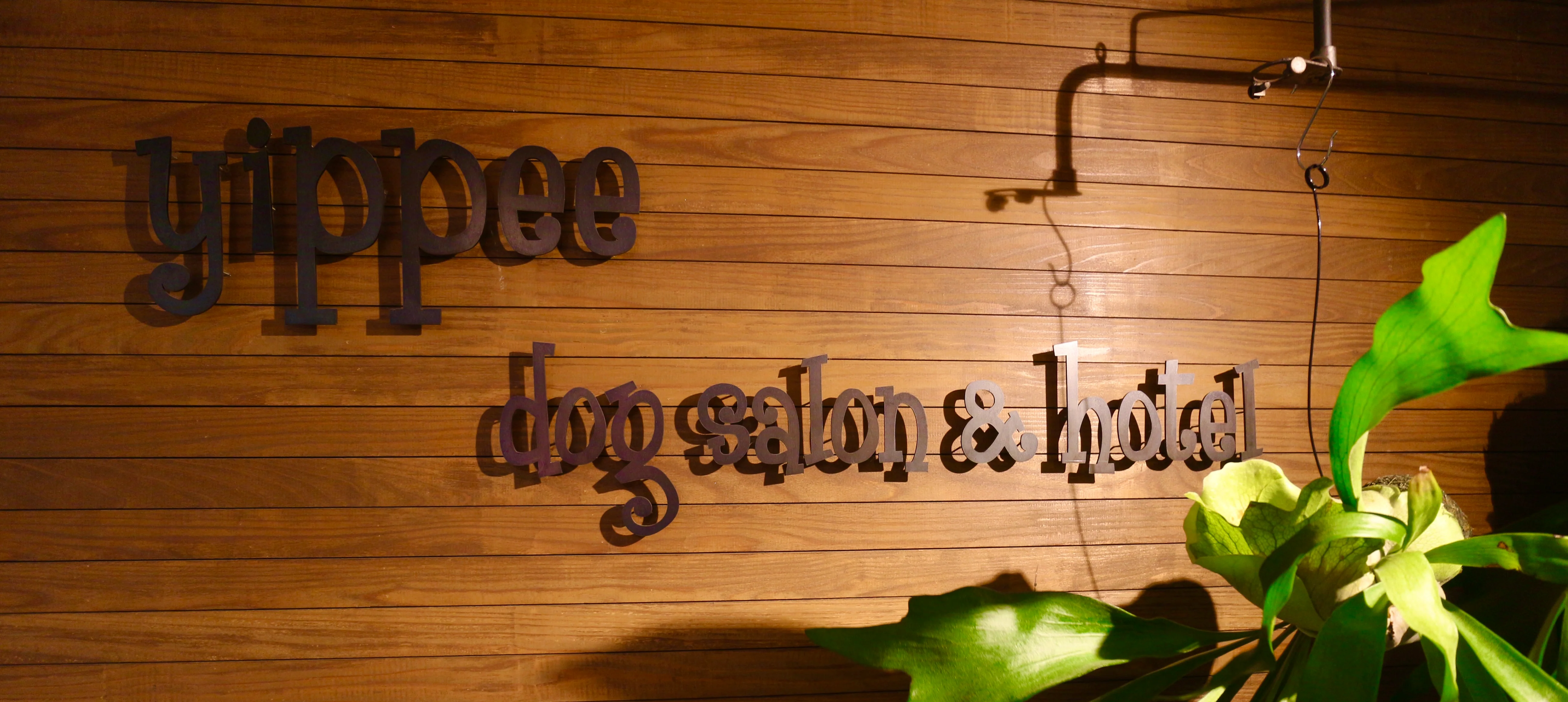 京都府京都市北区のトリミングサロン DOG GOODS • SALON • HOTEL yippeeの2枚目