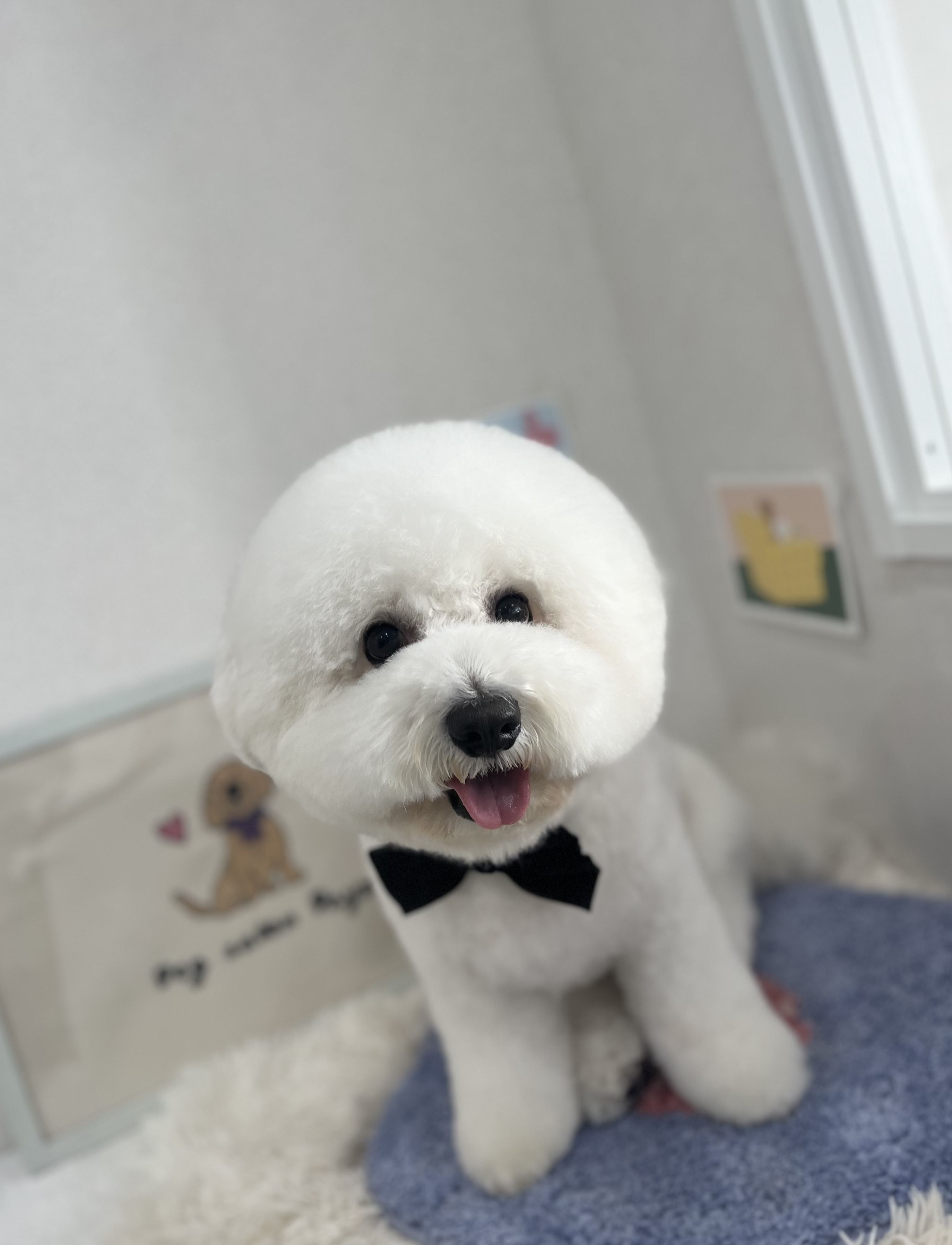 炭酸シャワー標準装備&こだわりの高品質シャンプー&肉球ケア付き