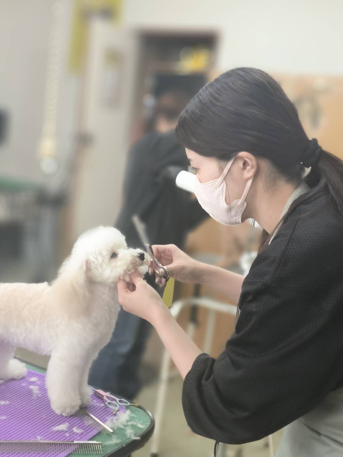 広島県福山市のトリミングサロン 福山愛犬美容師会のサムネイル2枚目
