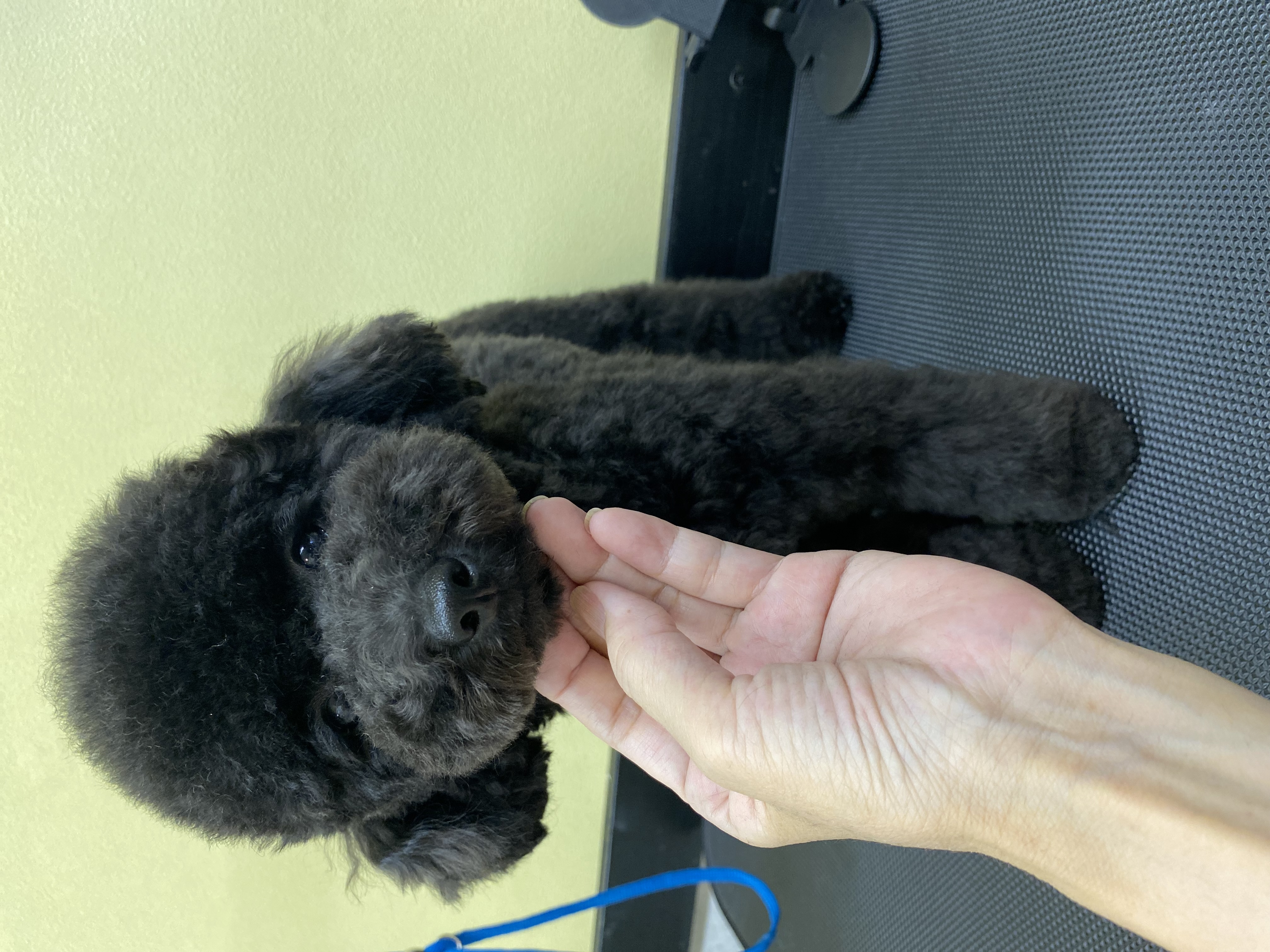 トリミングサロン Dog Salon Tishmo(トリミング&ホテル)のトリミングカット-9286の3枚目