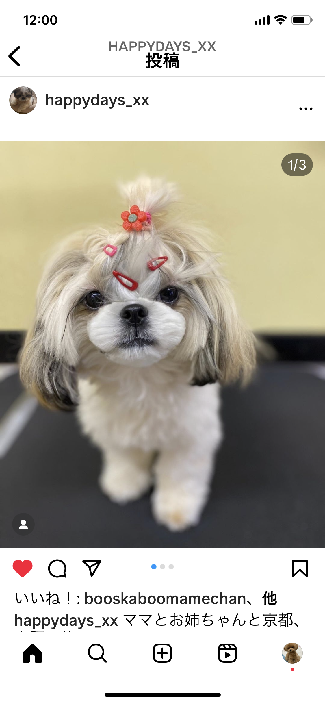 トリミングサロン Dog Salon Tishmo(トリミング&ホテル)のトリミングカット-9286の5枚目