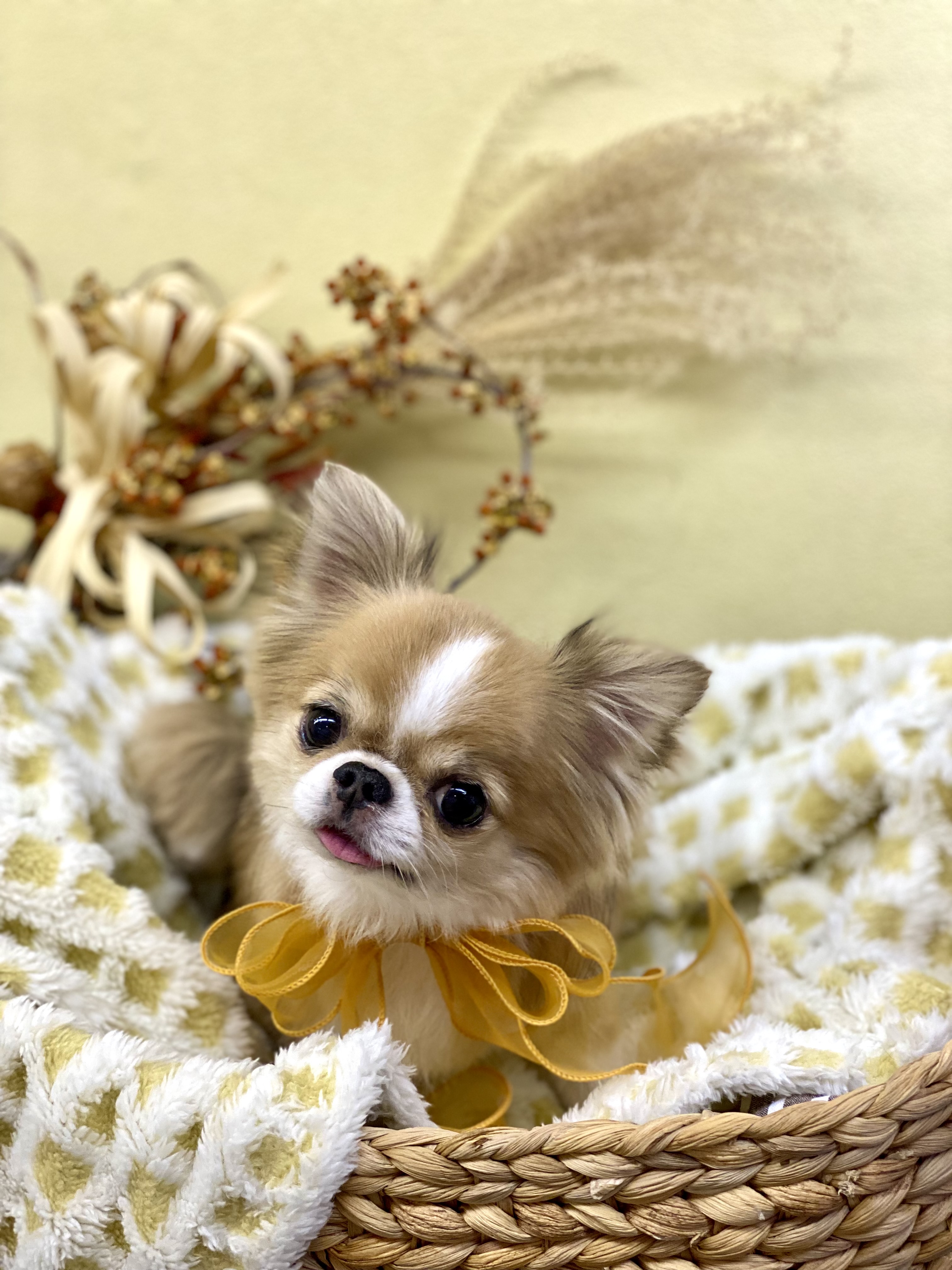 小型犬専門