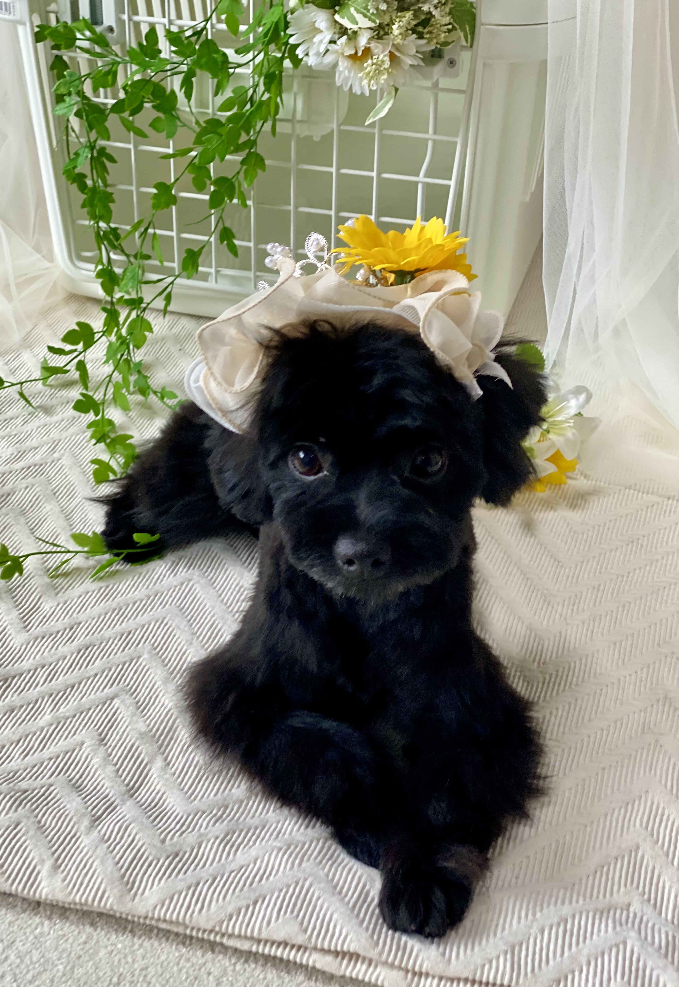 京都府京都市右京区のトリミングサロン Dog Salon Tishmo(トリミング&ホテル)の4枚目