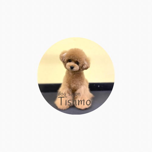 京都府京都市右京区のトリミングサロン Dog Salon Tishmo(トリミング&ホテル)のサムネイル2枚目