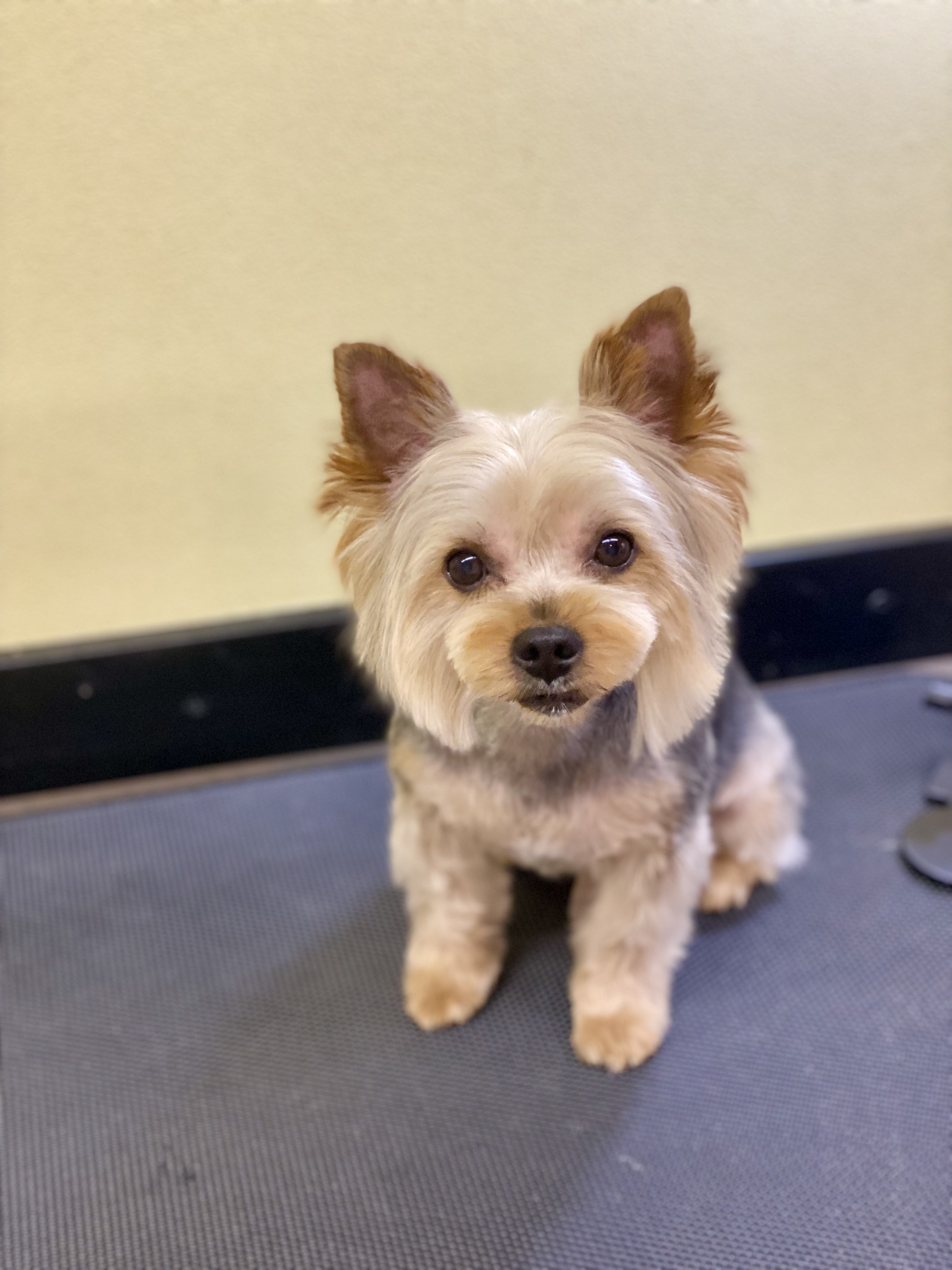 京都府京都市右京区のトリミングサロン Dog Salon Tishmo(トリミング&ホテル)の3枚目