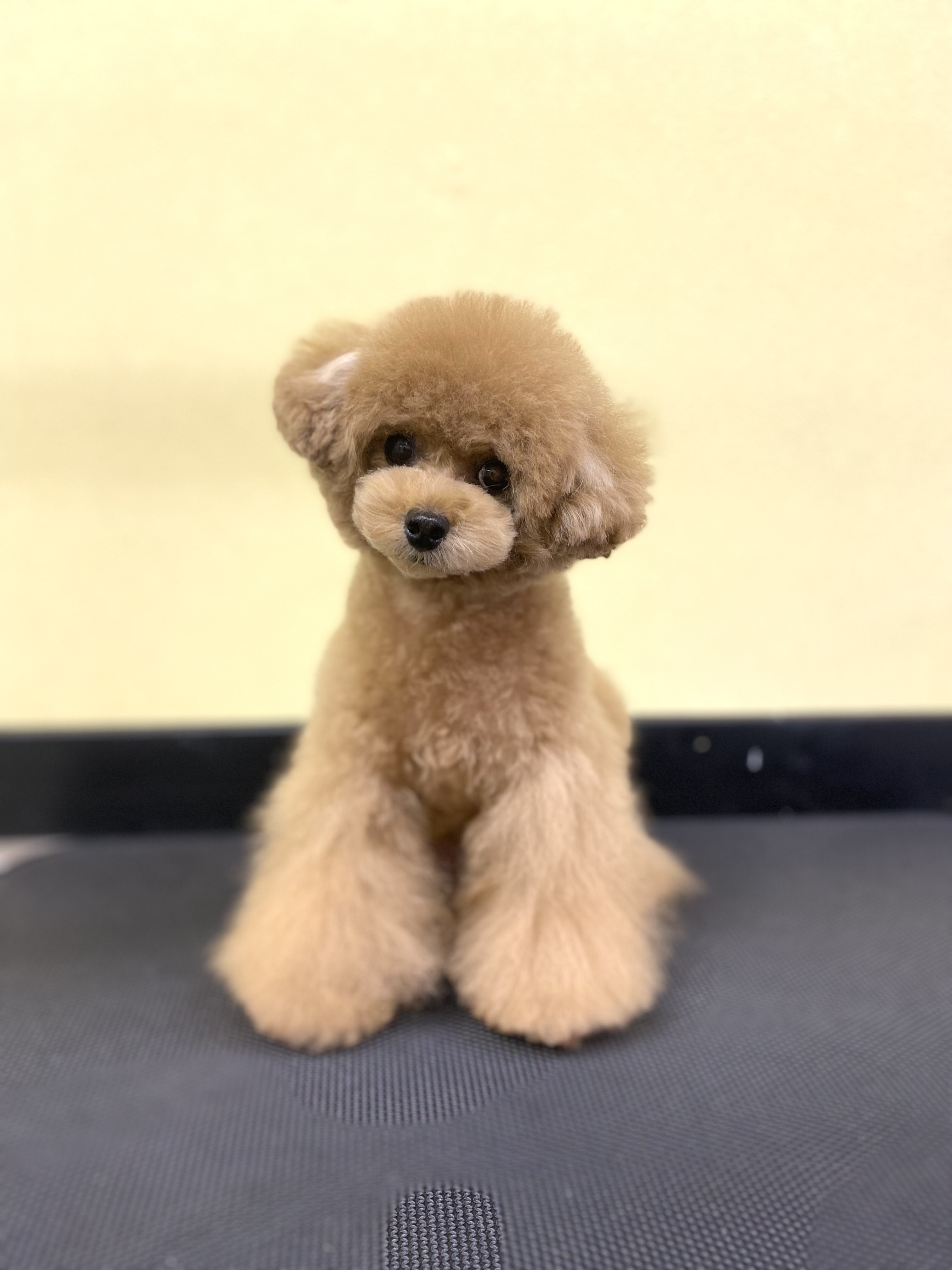 京都府京都市右京区のトリミングサロン Dog Salon Tishmo(トリミング&ホテル)のサムネイル1枚目