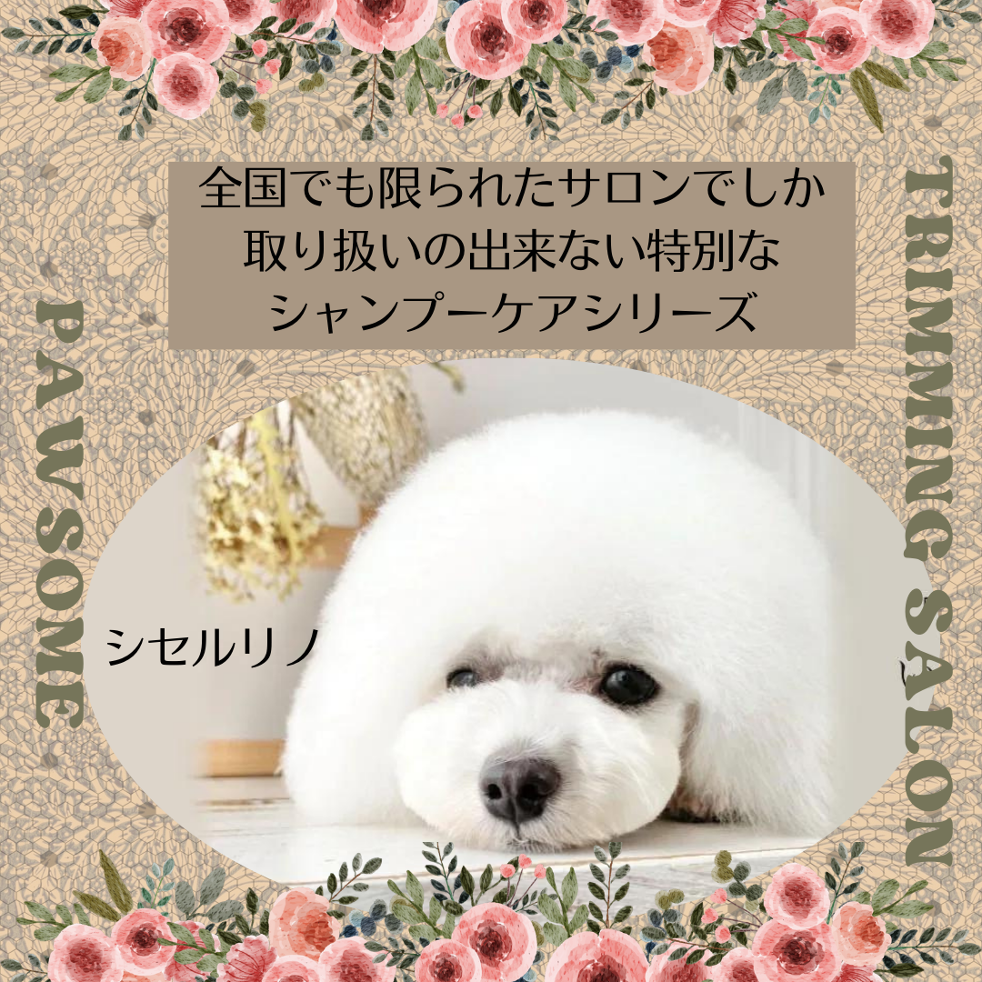 群馬県前橋市のトリミングサロン dog salon pawsomeの6枚目
