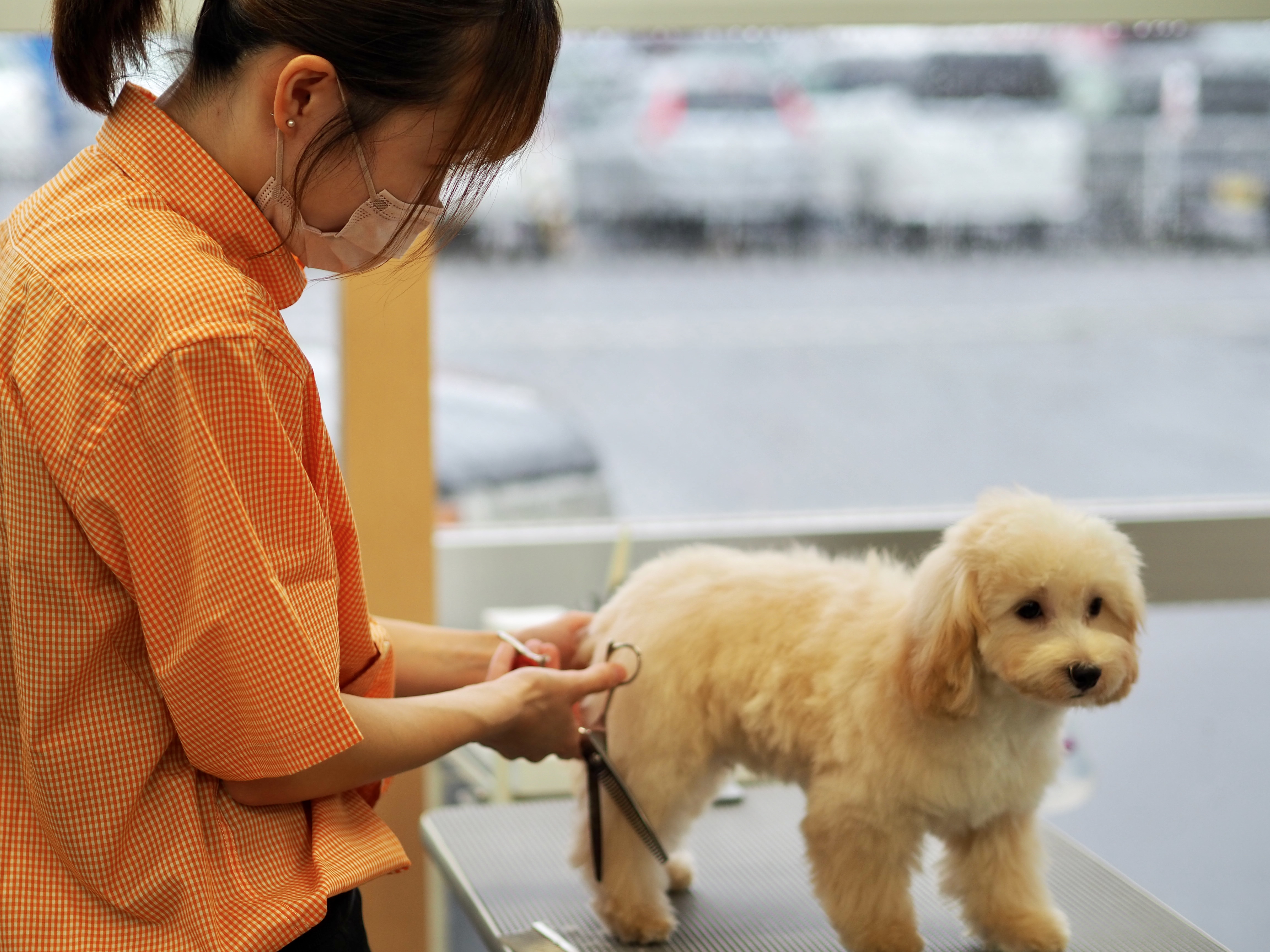 宮城県仙台市泉区のトリミングサロン ペットウィズ泉店(本店)の3枚目