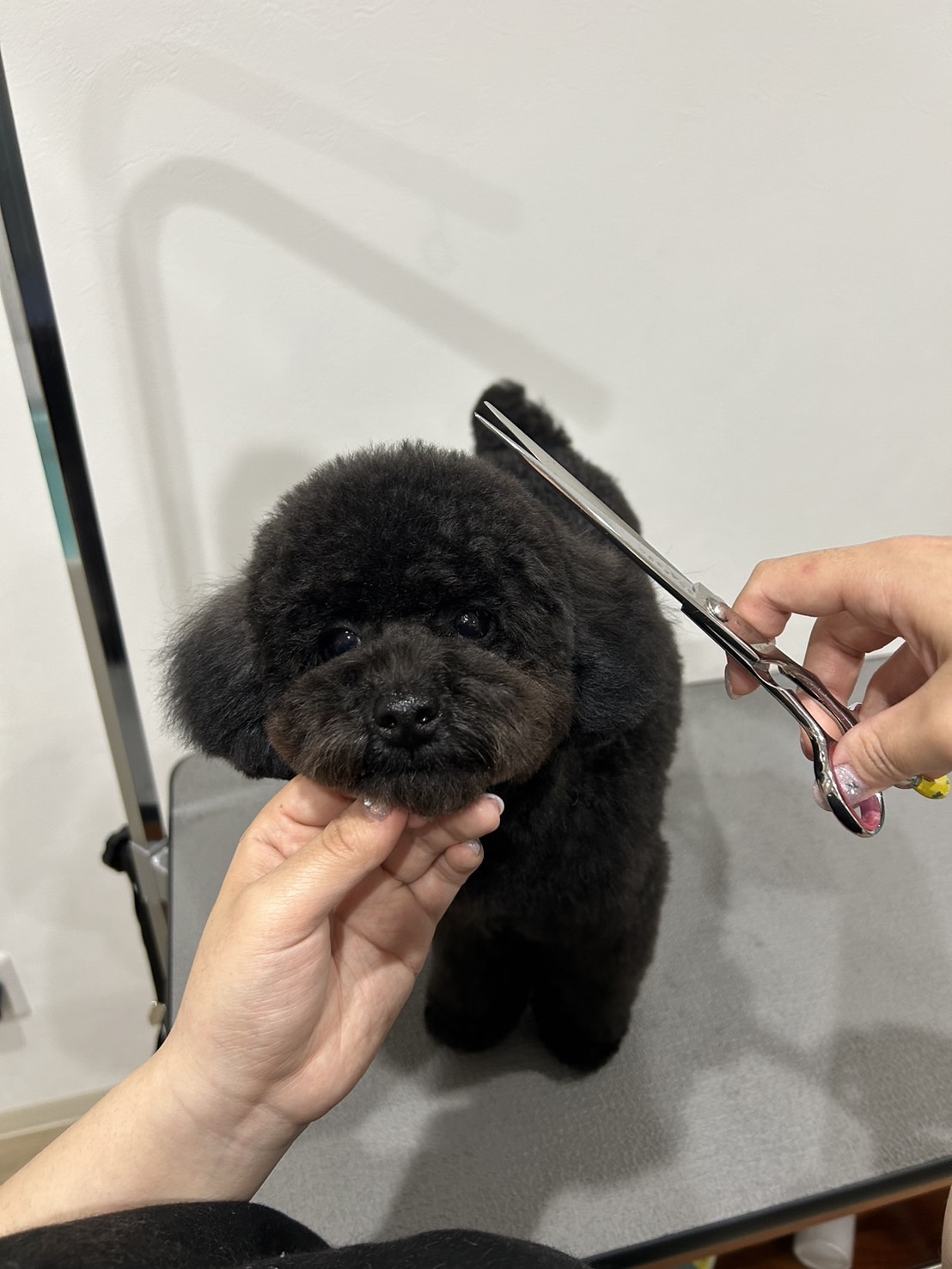 東京都武蔵野市のトリミングサロン Lyllis Pet Salonの4枚目