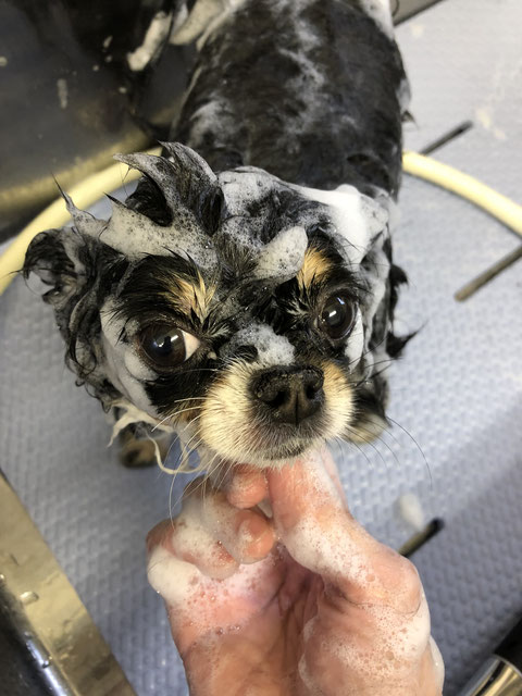 宮城県仙台市青葉区のトリミングサロン dog salon flap.の4枚目