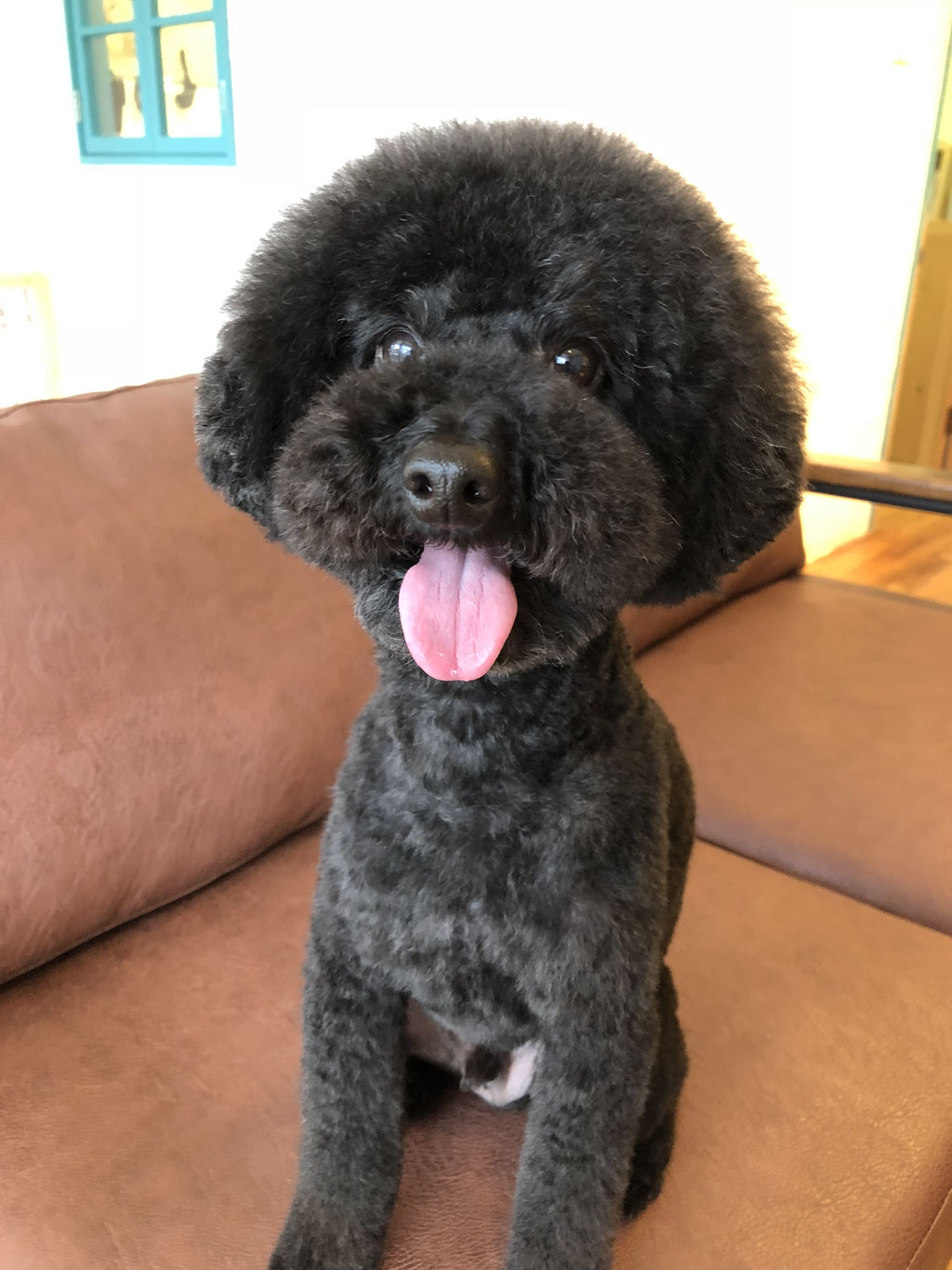 宮城県仙台市青葉区のトリミングサロン dog salon flap.の3枚目