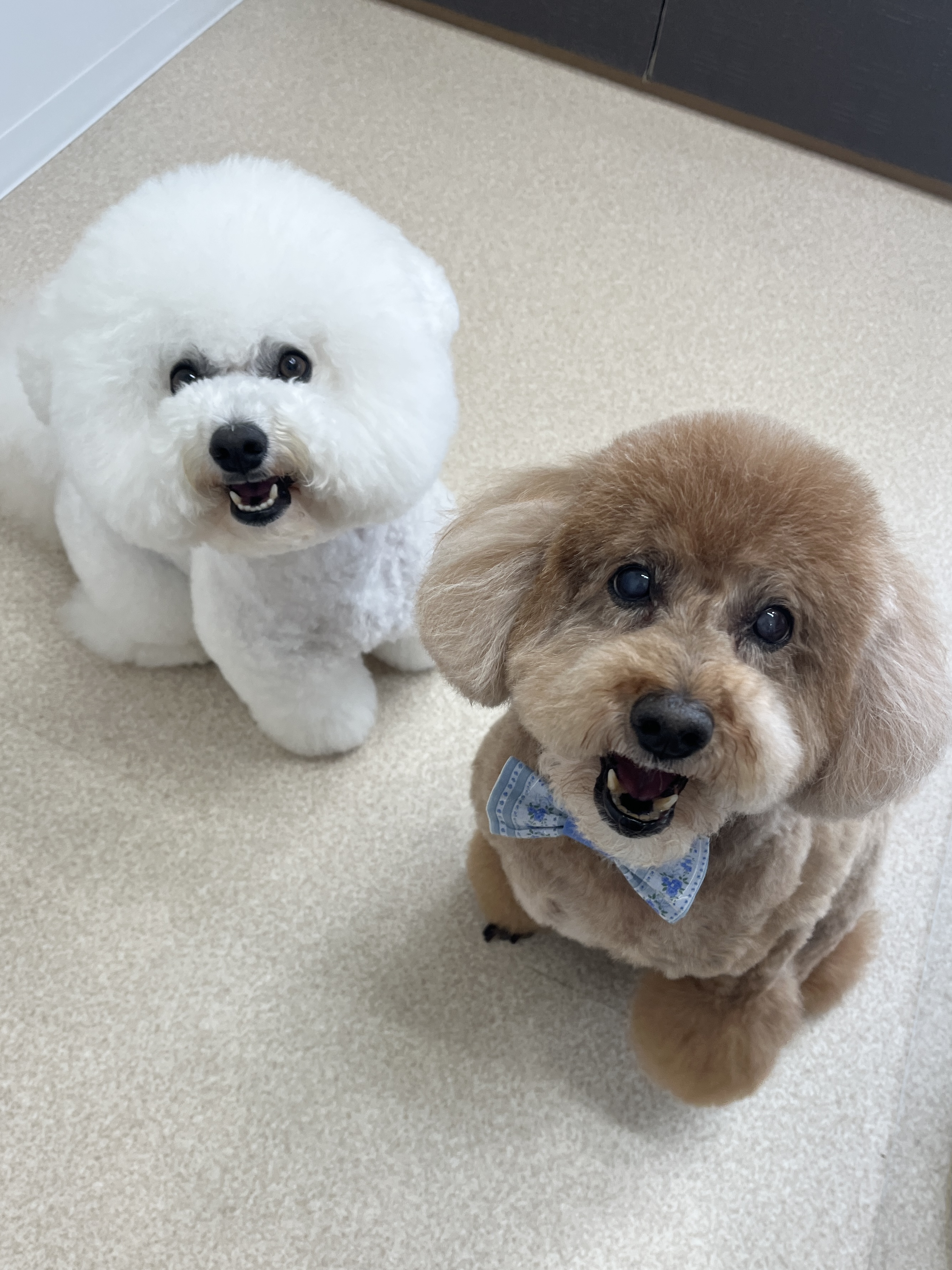 ドッグサロン　Enchant（エンチャント） 5