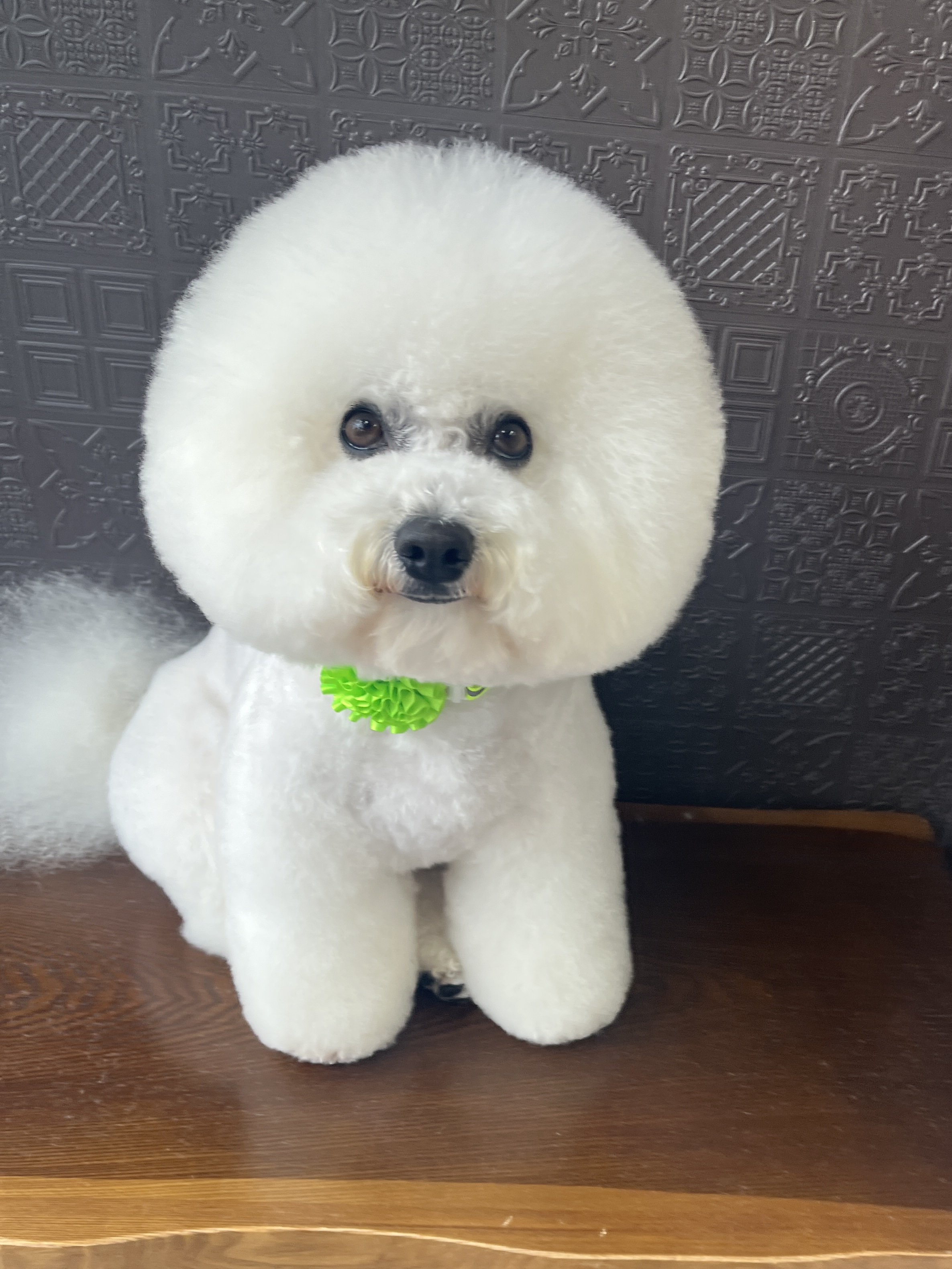 ドッグサロン　Enchant（エンチャント） 6