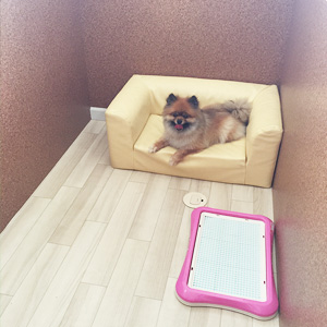 東京都大田区のトリミングサロン BELLWOOD PET HOTEL & SPAの7枚目