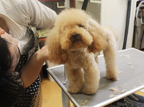 わんちゃんと飼い主様を第一に(*^-^*)