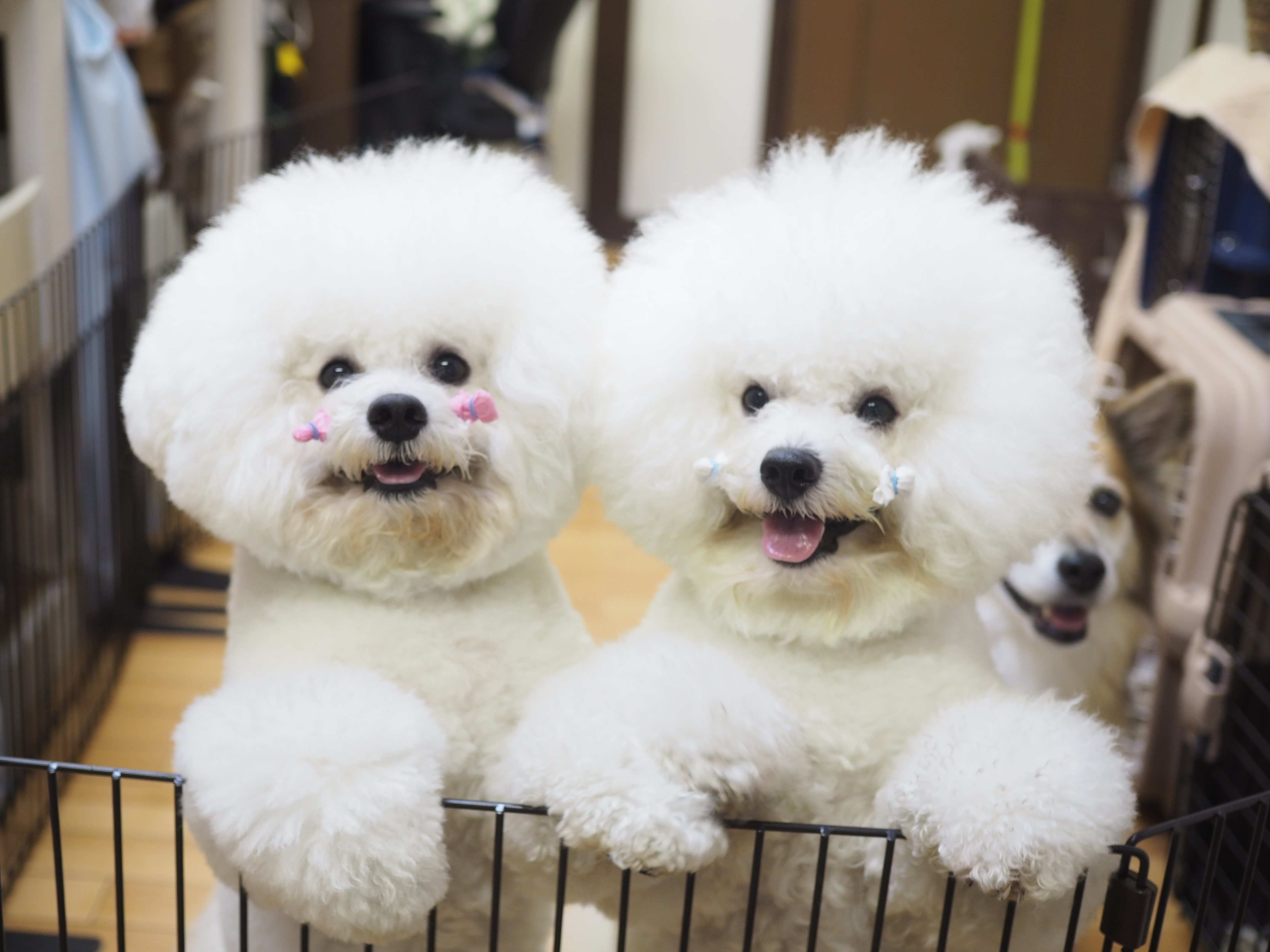 岐阜県岐阜市のトリミングサロン DOG.OASIS.コロンの1枚目
