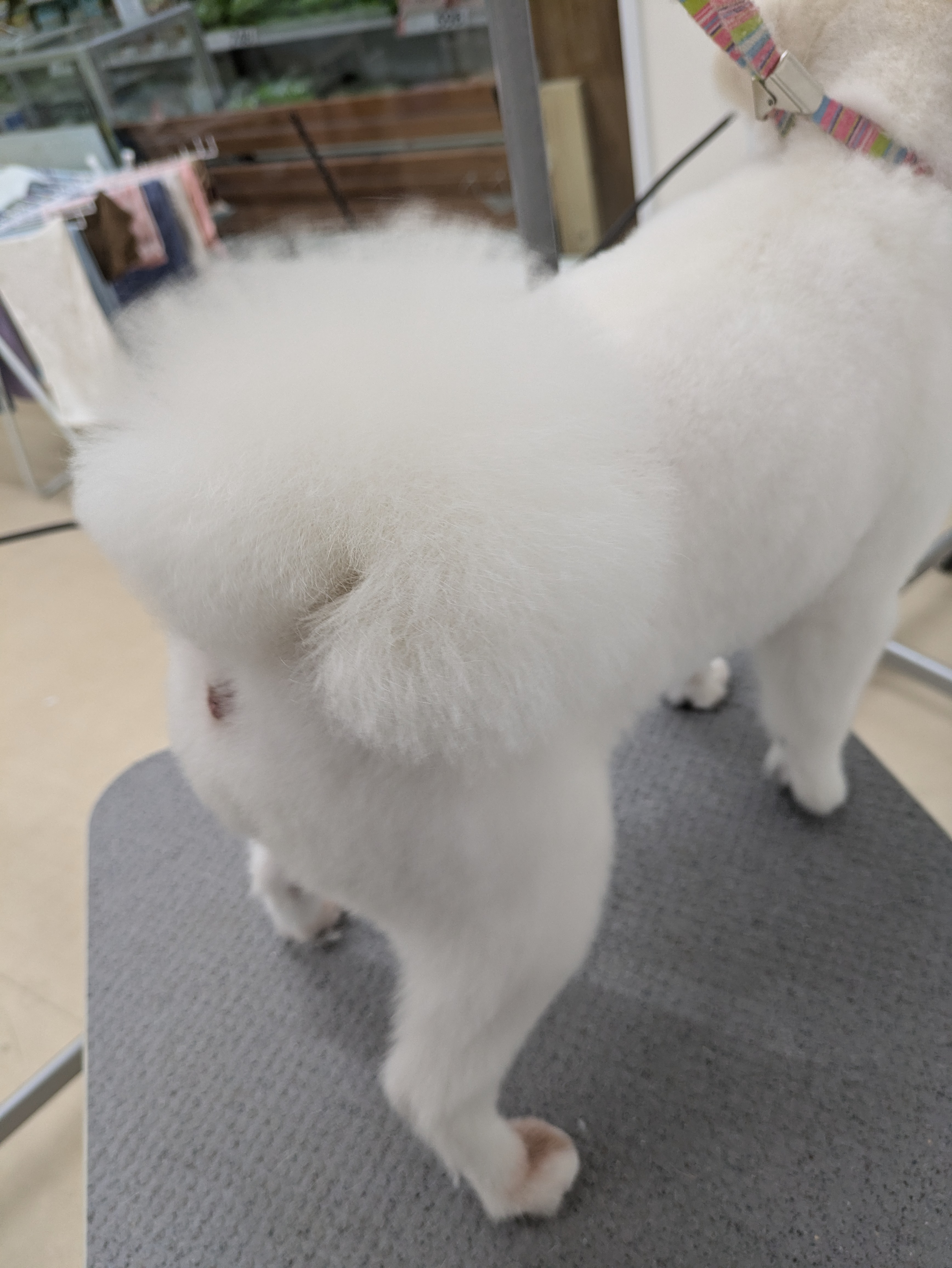 トリミングサロン ペットアミ　那賀店のトリミングカット-9568の2枚目