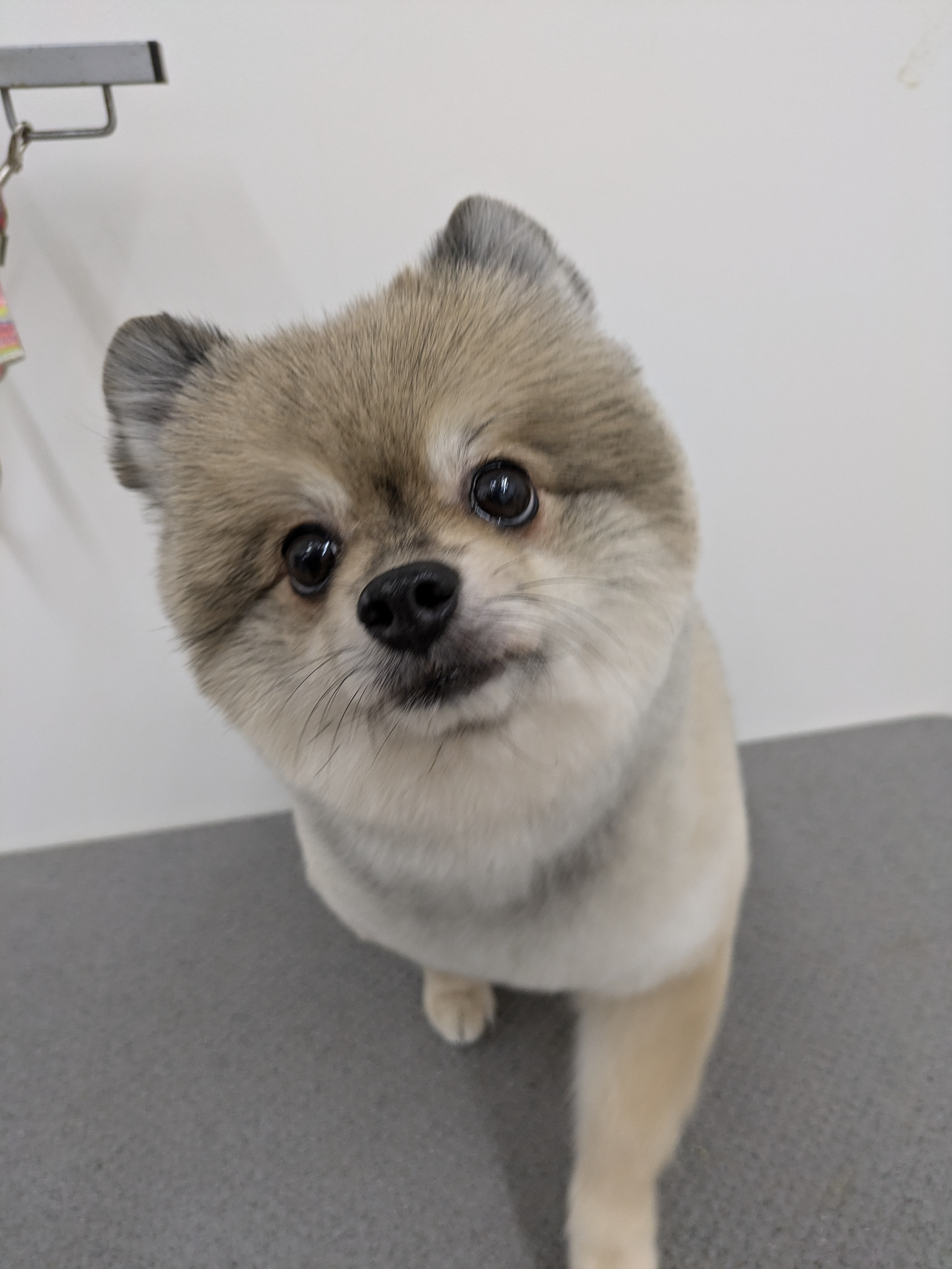 トリミングサロン ペットアミ　那賀店のトリミングカット-9569の1枚目