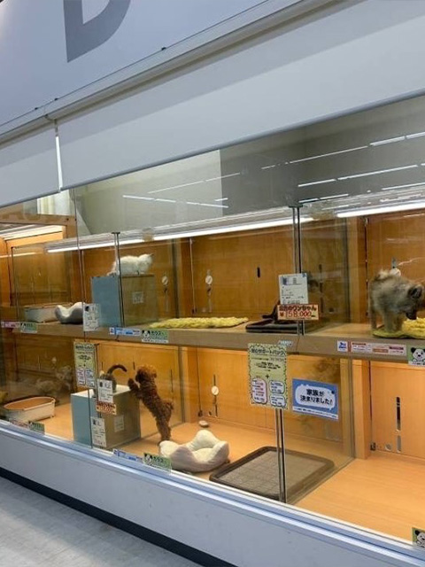 和歌山県紀の川市のトリミングサロン ペットアミ 那賀店の1枚目