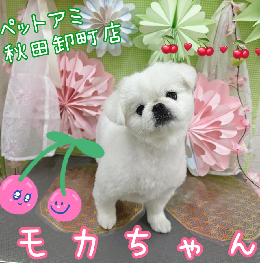 ミックス犬(その他)のトリミングカット ペットアミ　秋田卸町店の1枚目