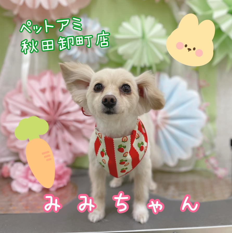 ミックス犬(その他)のトリミングカット ペットアミ　秋田卸町店の1枚目