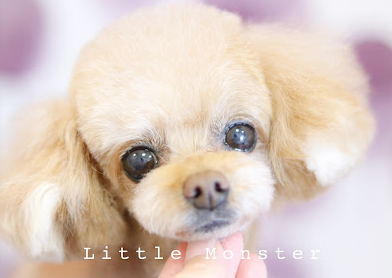 小型犬のペットstyle専門のdog style salon『Little Monster』です