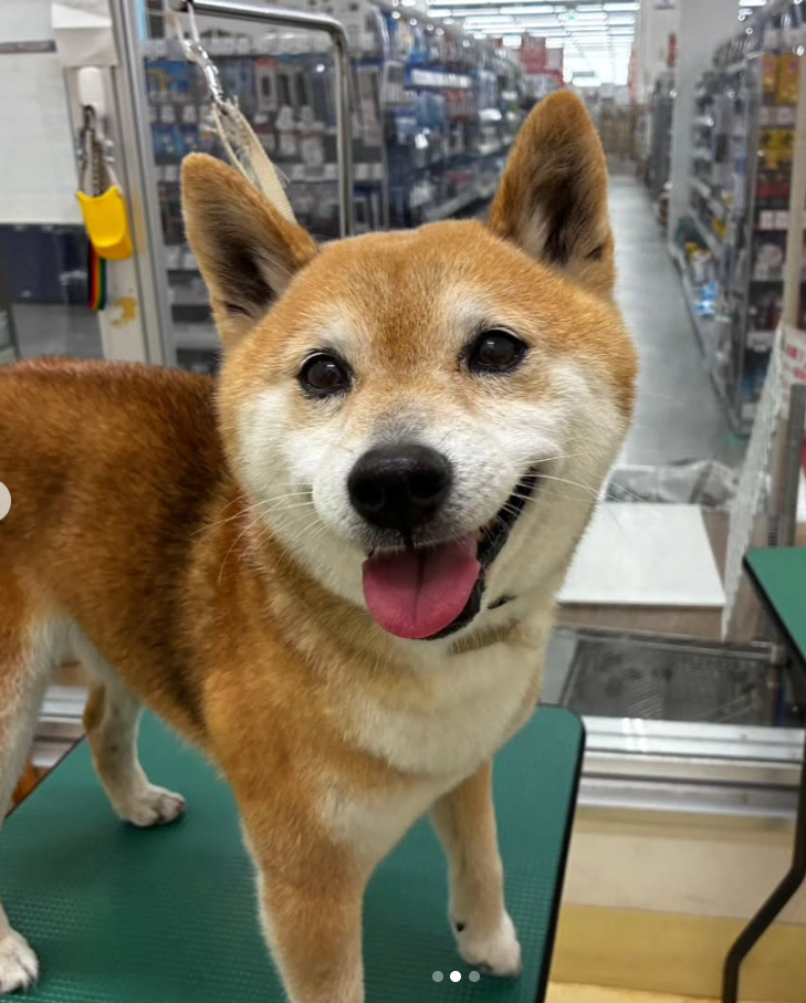 柴犬のトリミングカット ペットアミ　館山店の2枚目