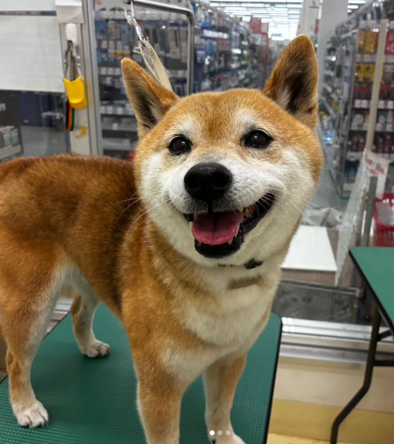 柴犬のトリミングカット ペットアミ　館山店の1枚目