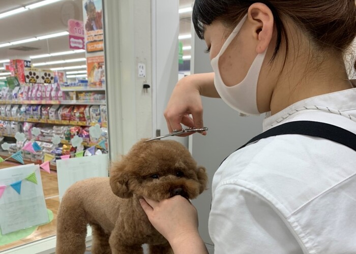 埼玉県さいたま市浦和区のトリミングサロン ビバペッツ　さいたま新都心店のサムネイル2枚目