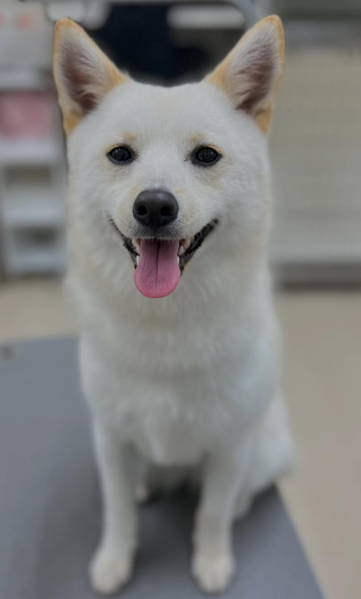 ミックス犬(その他)のトリミングカット ペットアミ　三条四日町店の2枚目