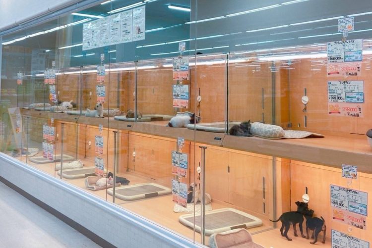 新潟県三条市のトリミングサロン ペットアミ　三条四日町店のサムネイル1枚目