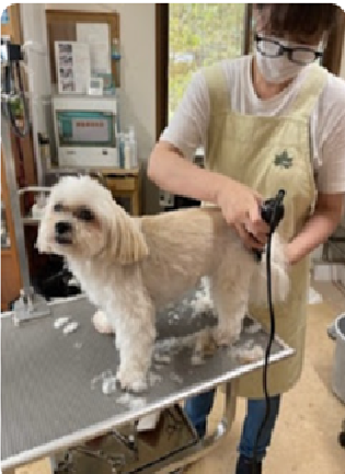 愛犬の美容室たんぽぽ 2