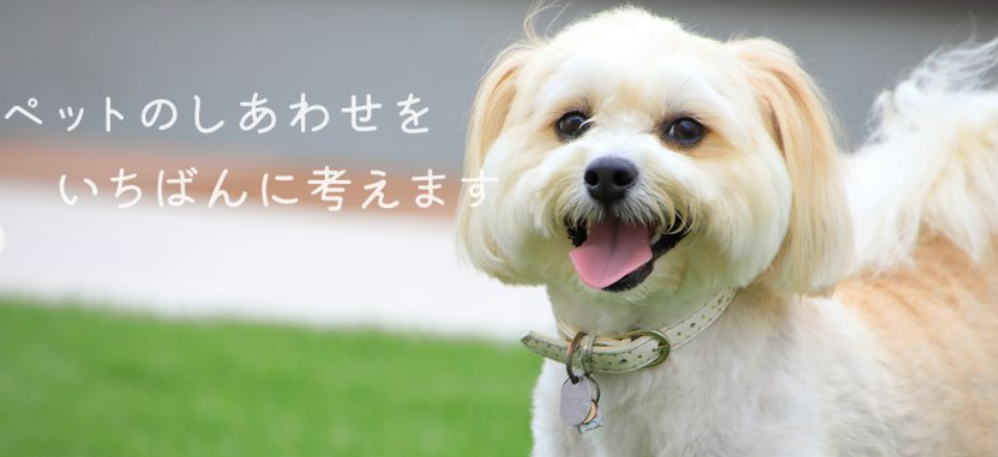 長野県岡谷市のトリミングサロン ケアホームPooch（プーチ）のサムネイル1枚目