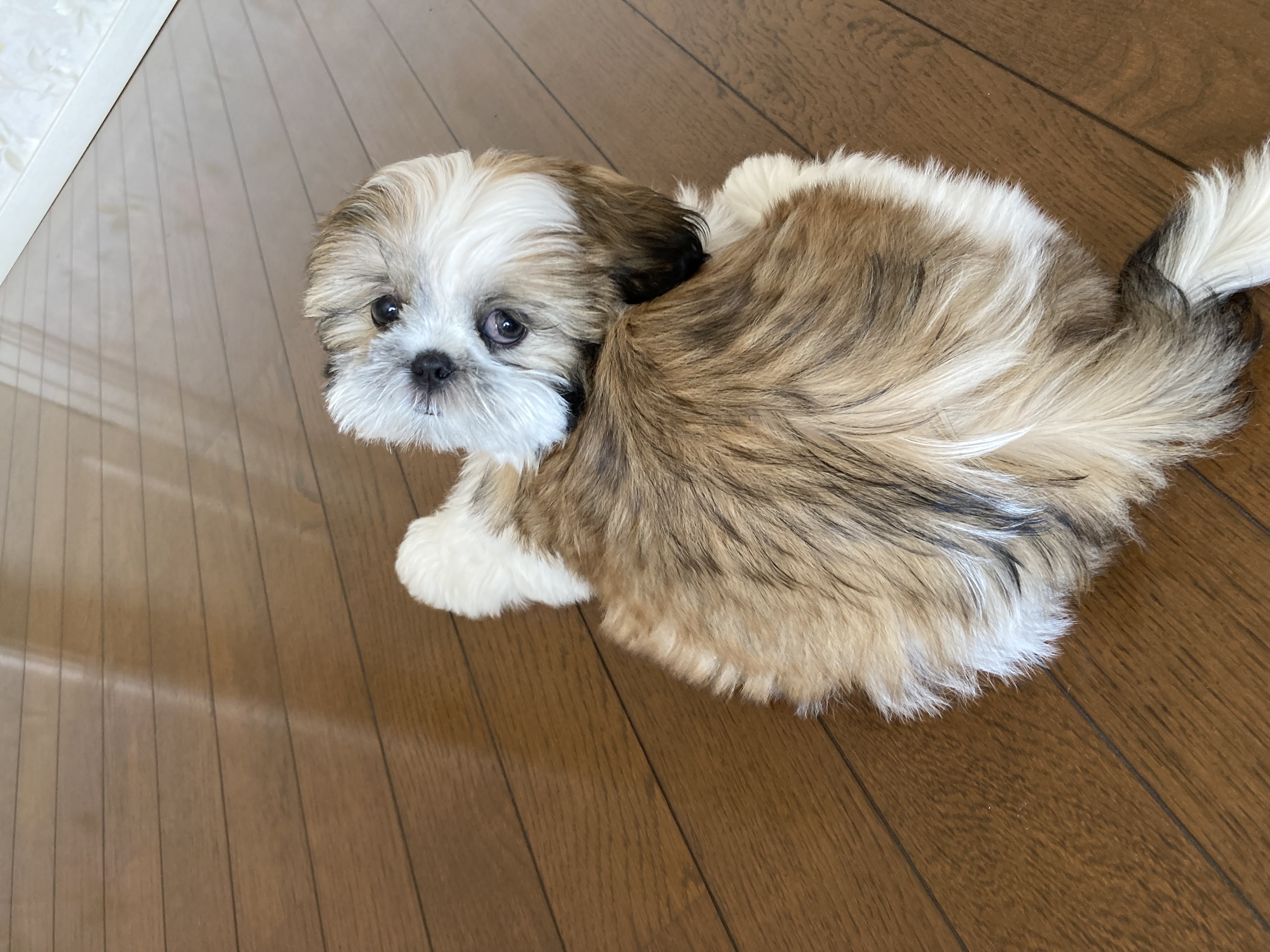 トリミングサロン dogvery 出張トリミングのトリミングカット-9162の1枚目
