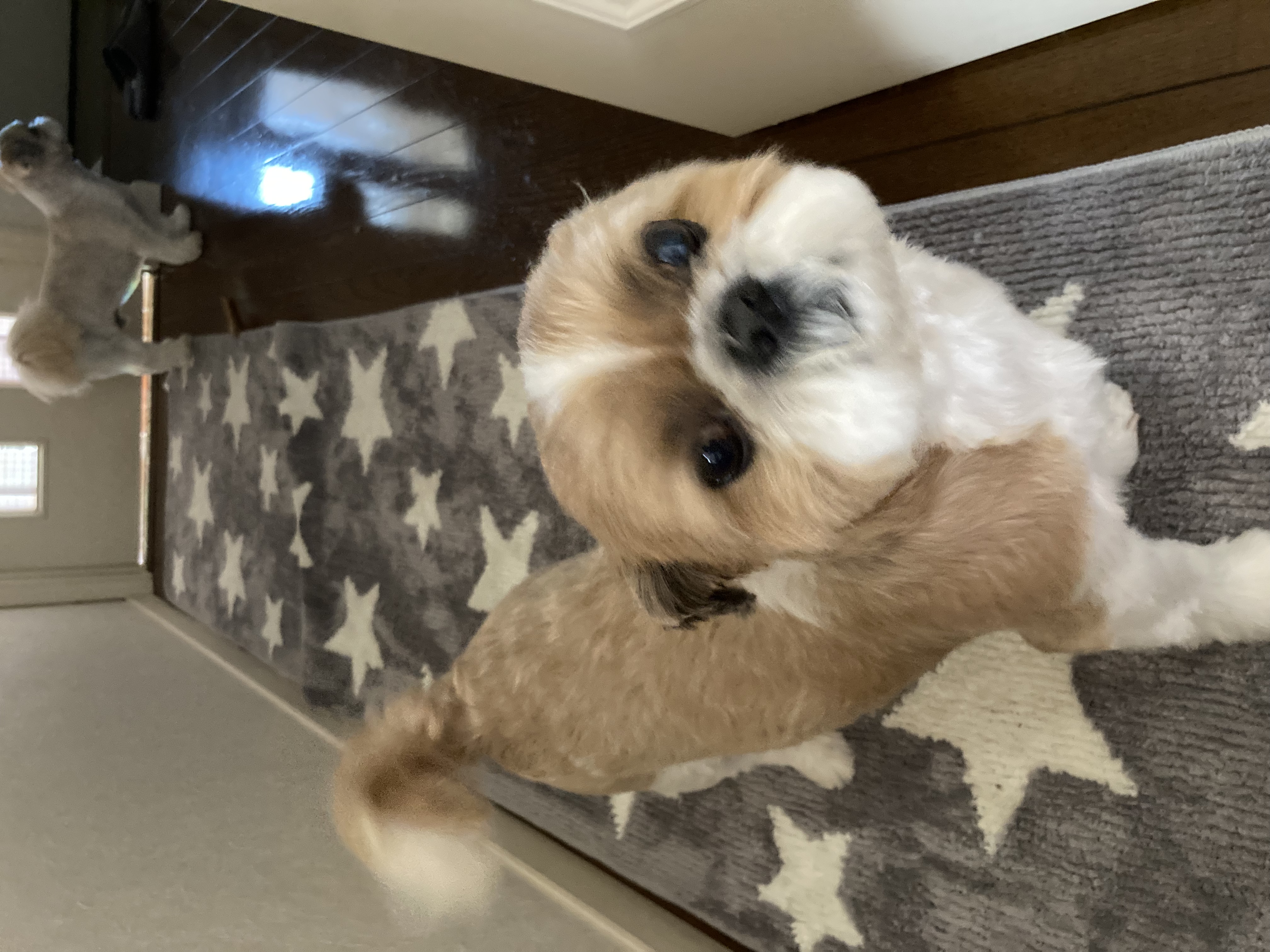 トリミングサロン dogvery 出張トリミングのトリミングカット-9164の1枚目